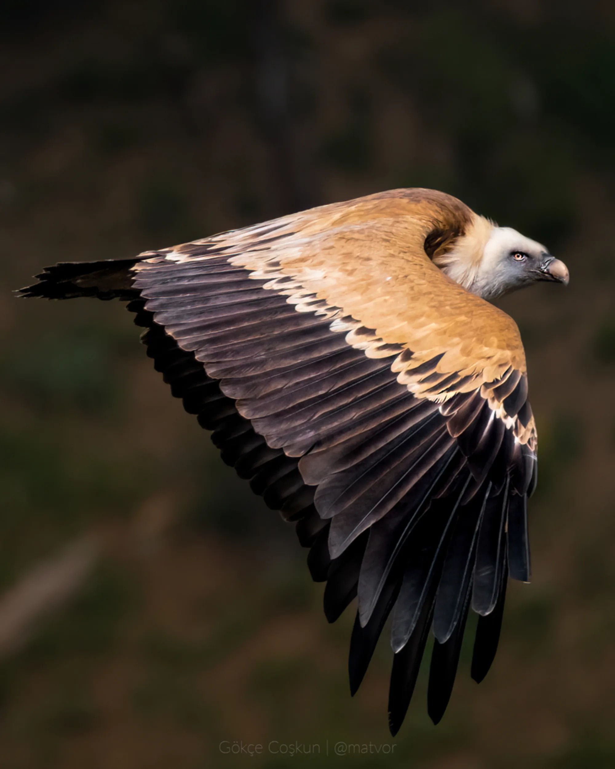 Griffon Vulture
