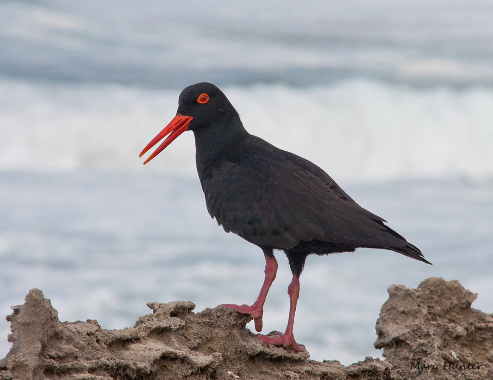 African Oystercatcher