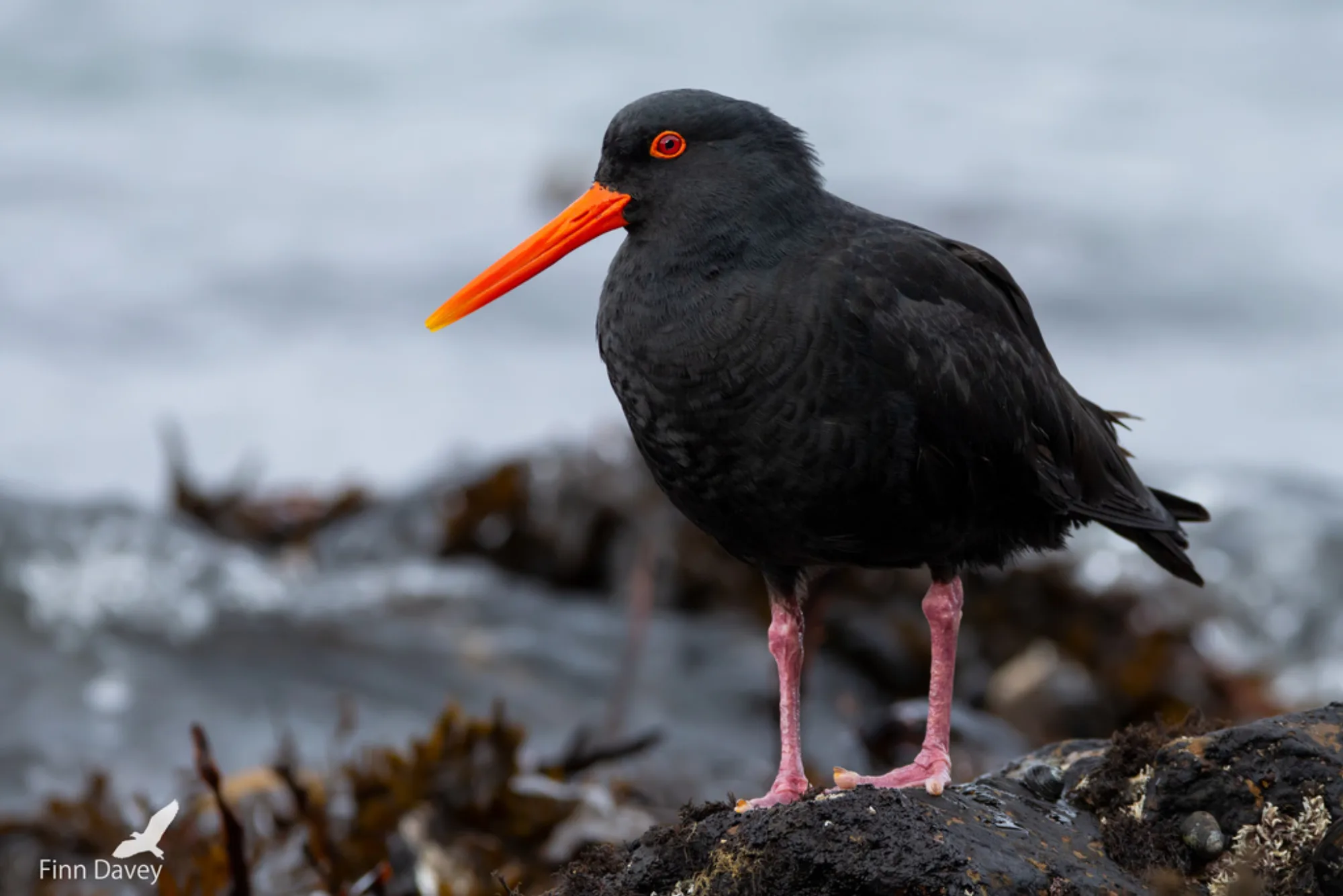 Variable Oystercatcher