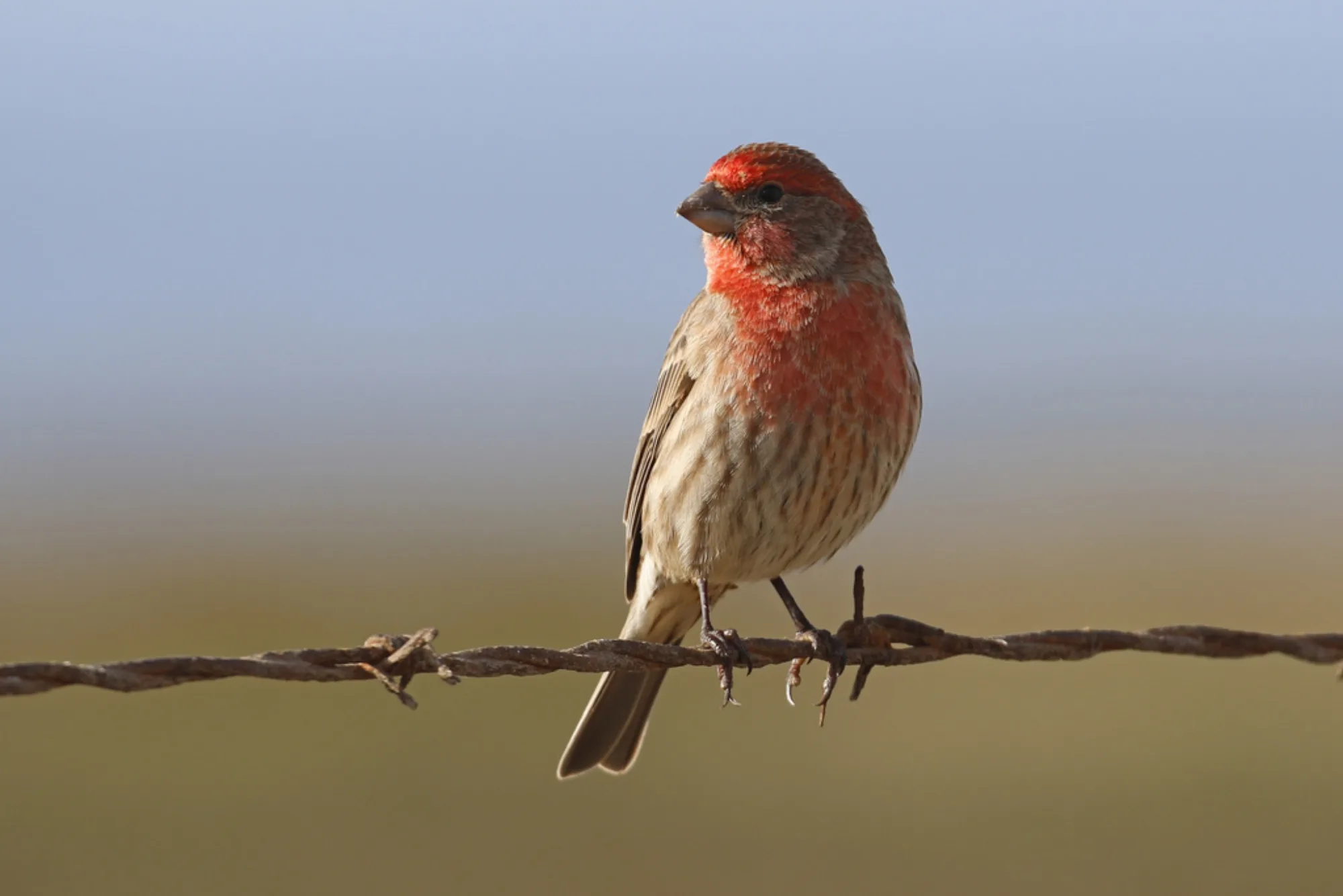 House Finch