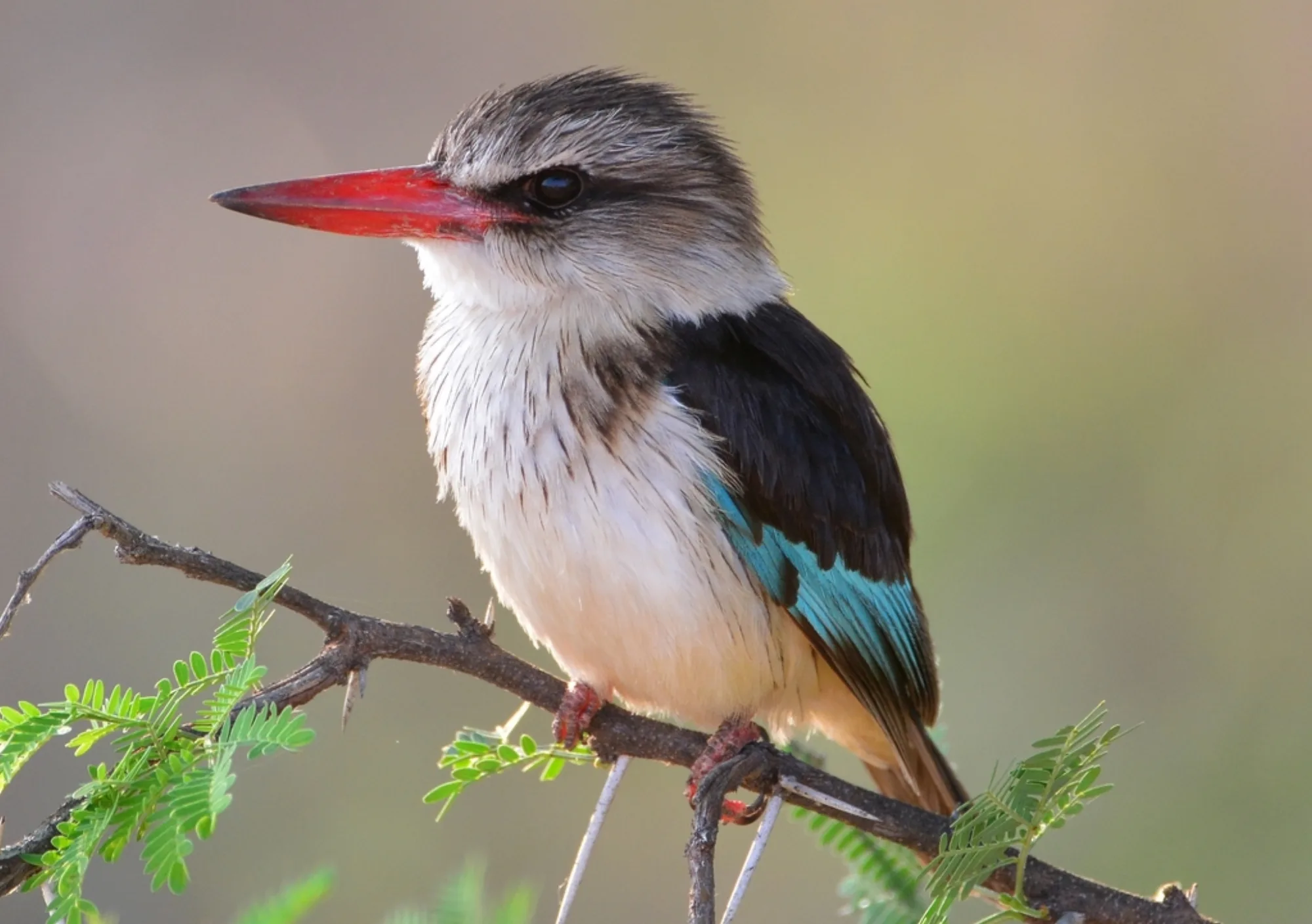 Brown-hooded Kingfisher