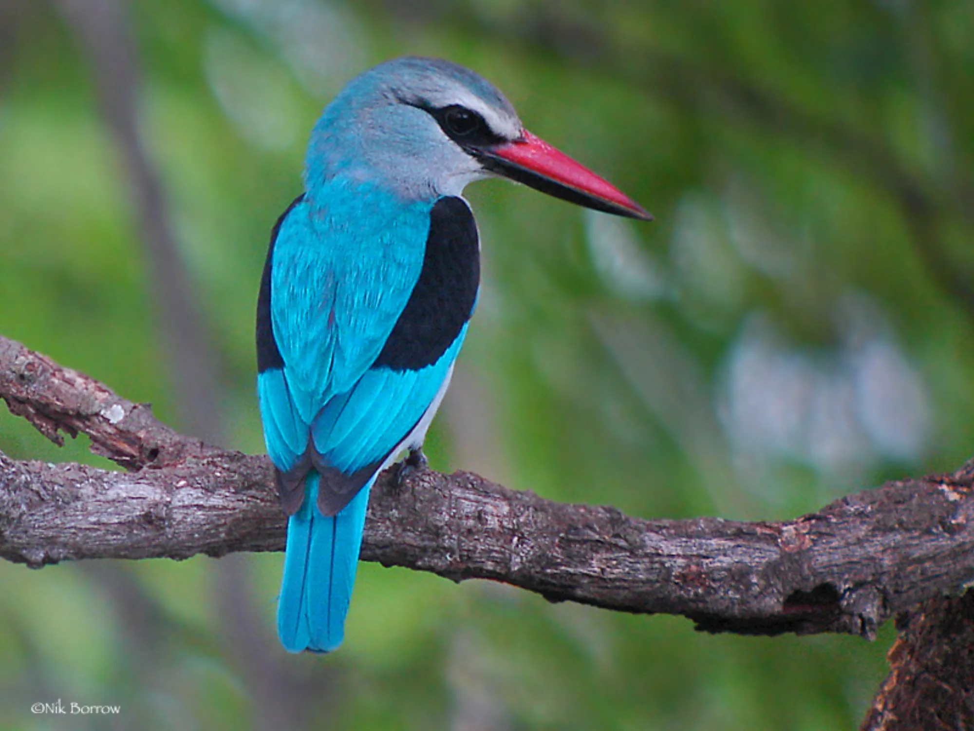 Woodland Kingfisher