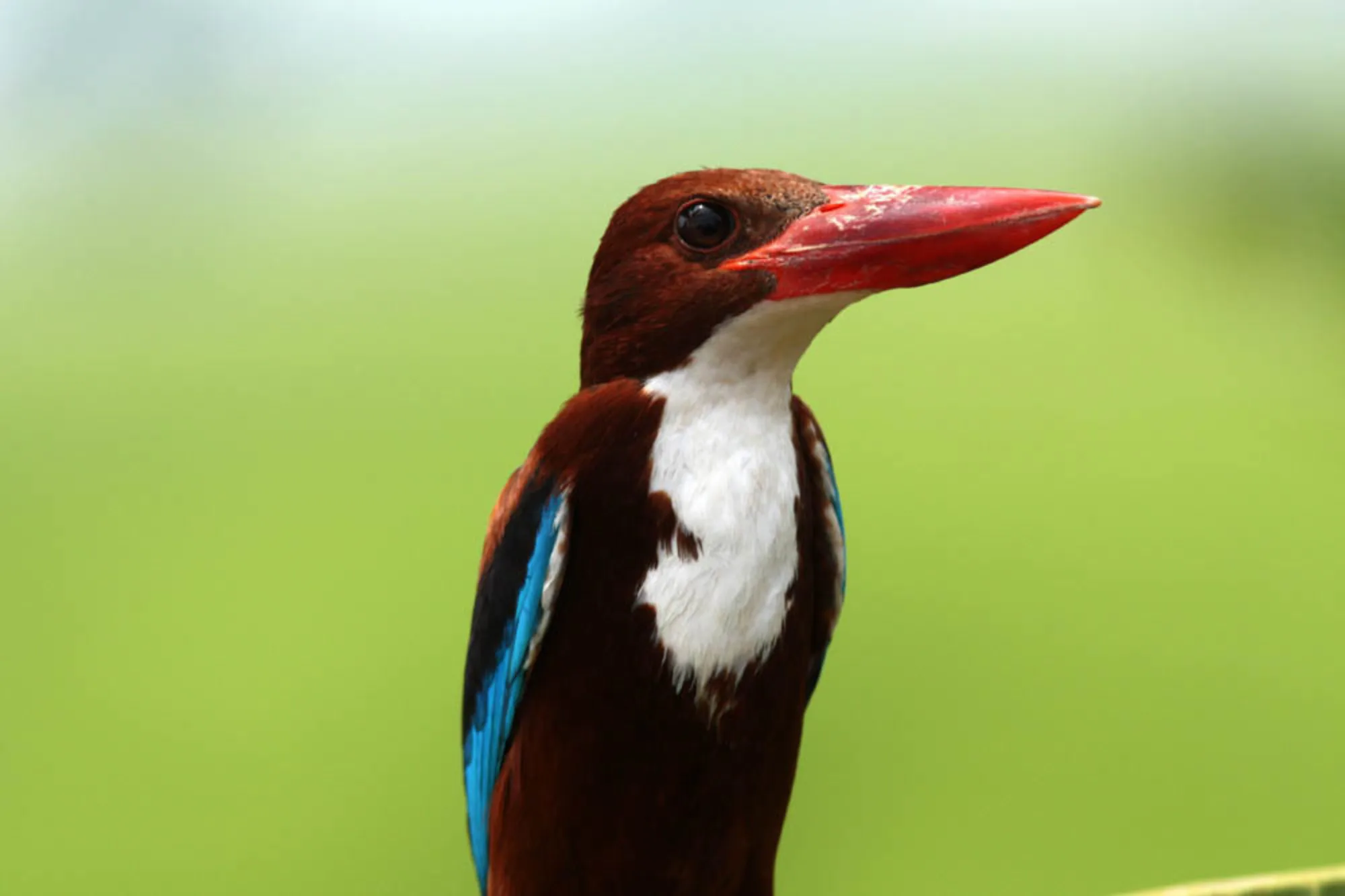 White-throated Kingfisher