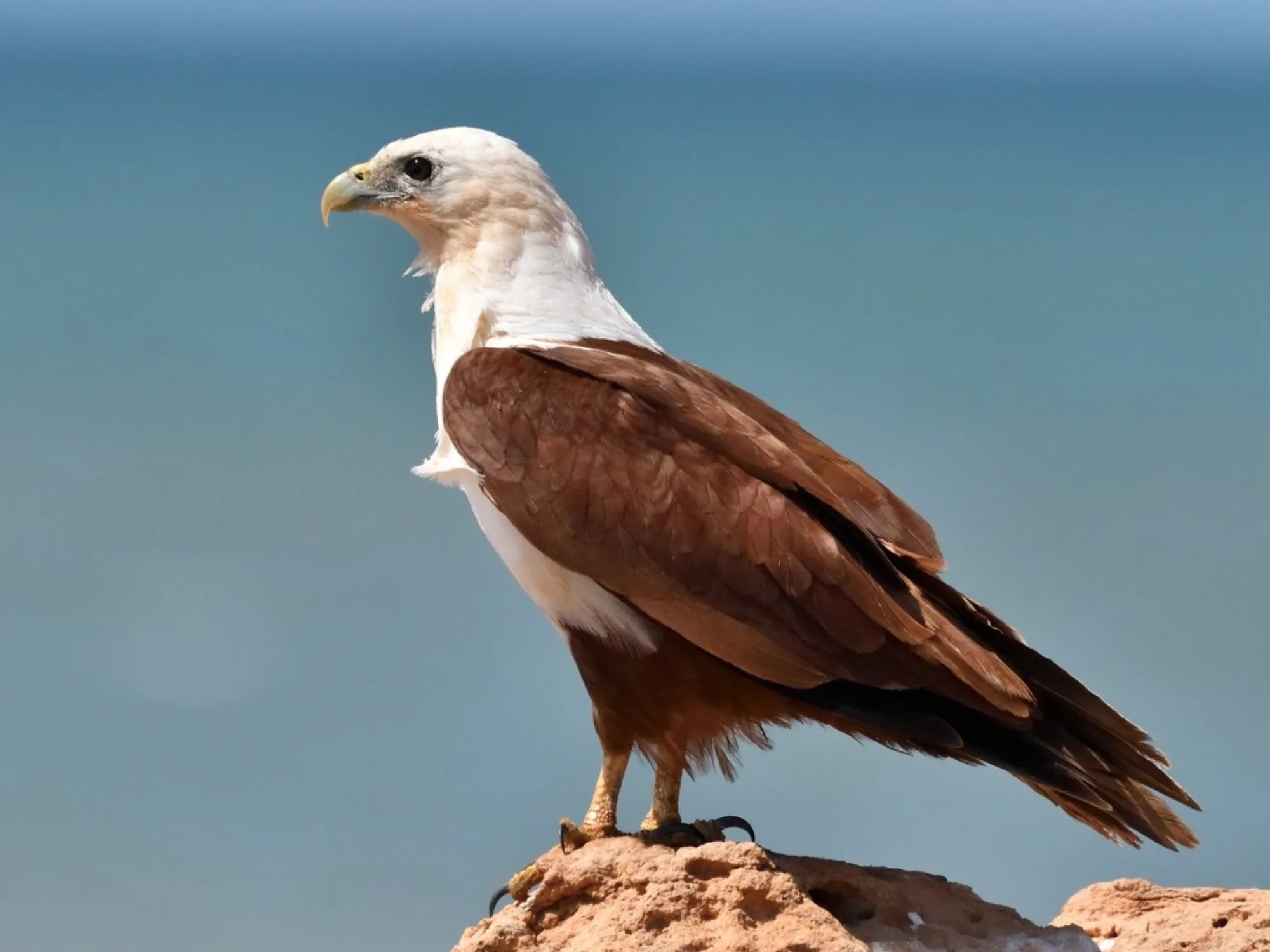 Brahminy Kite