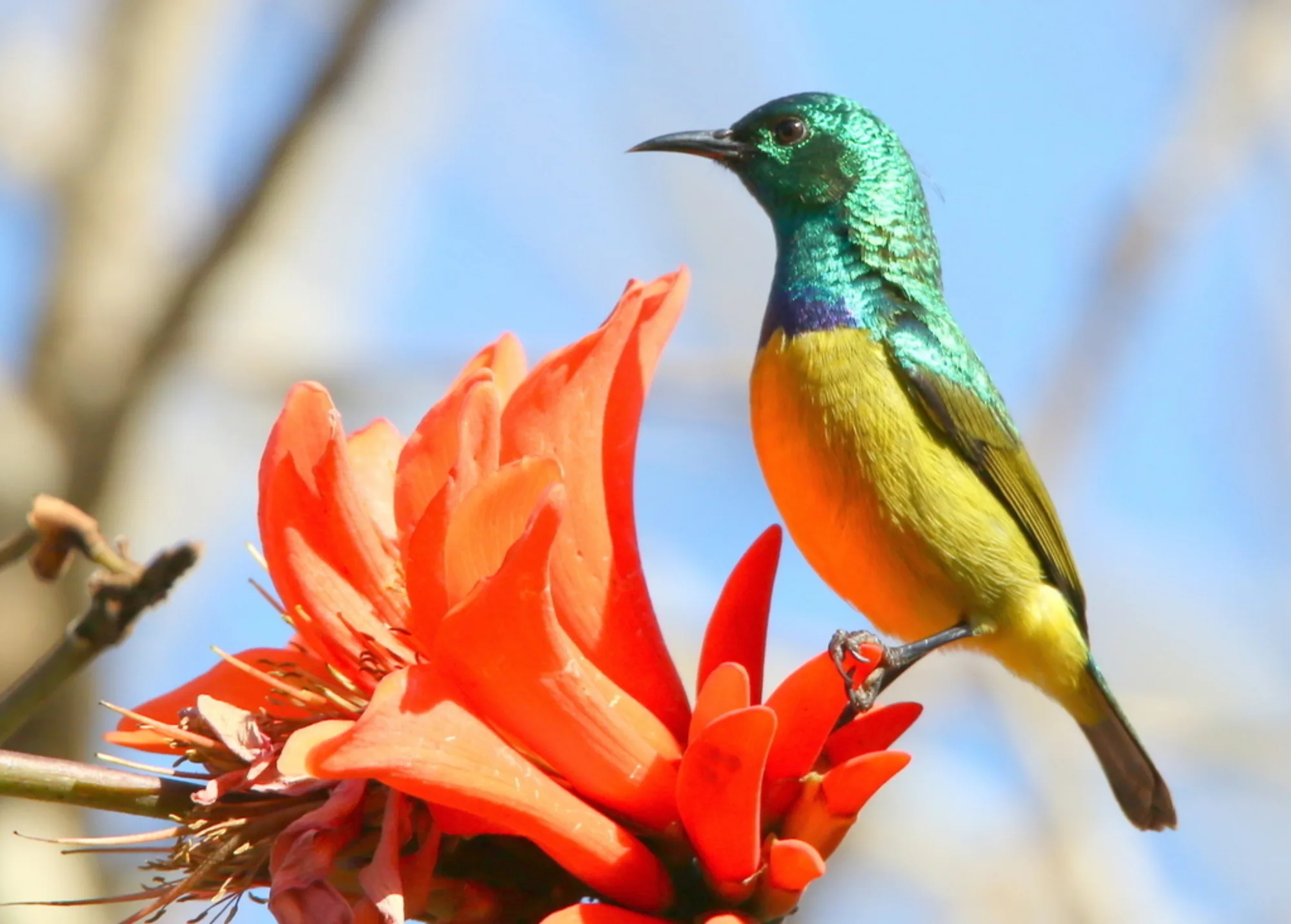 Collared Sunbird