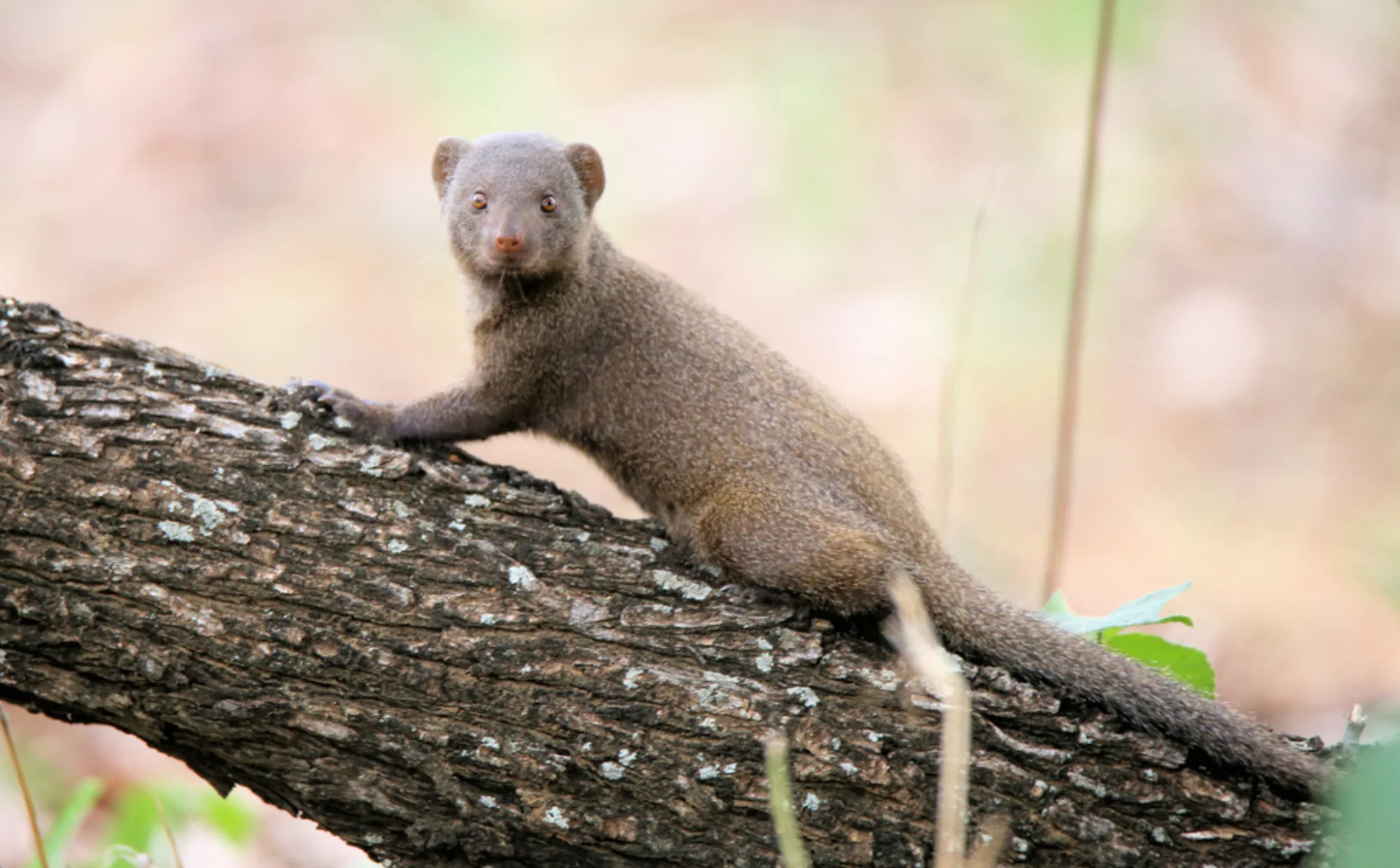 Common Dwarf Mongoose