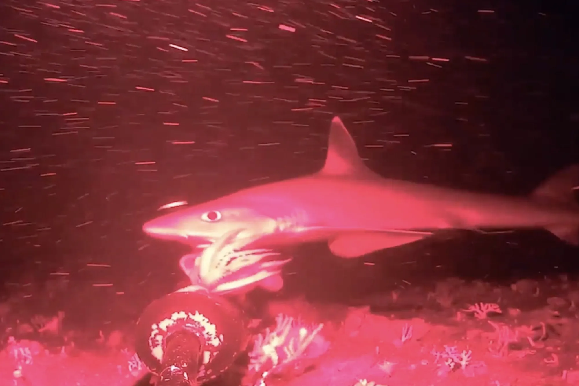 Indonesian Houndshark