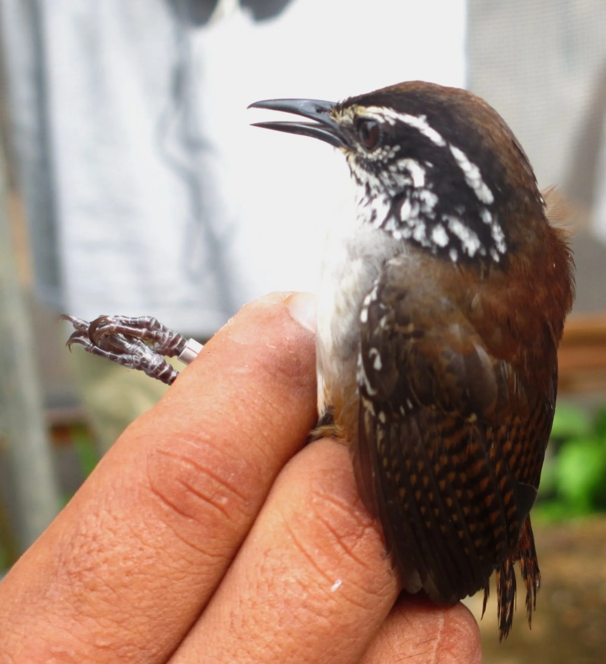 White-breasted Wood-Wren