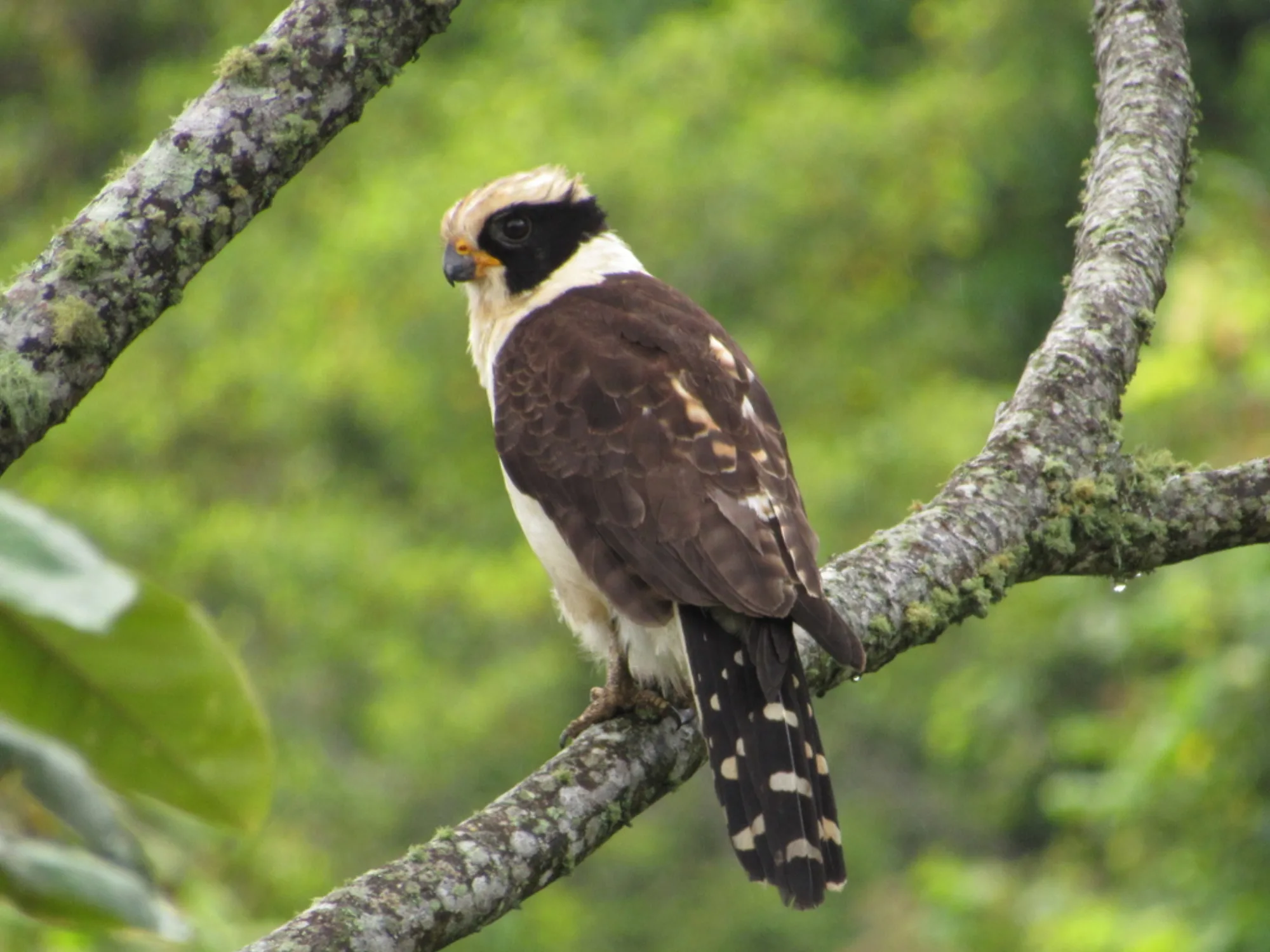 Laughing Falcon