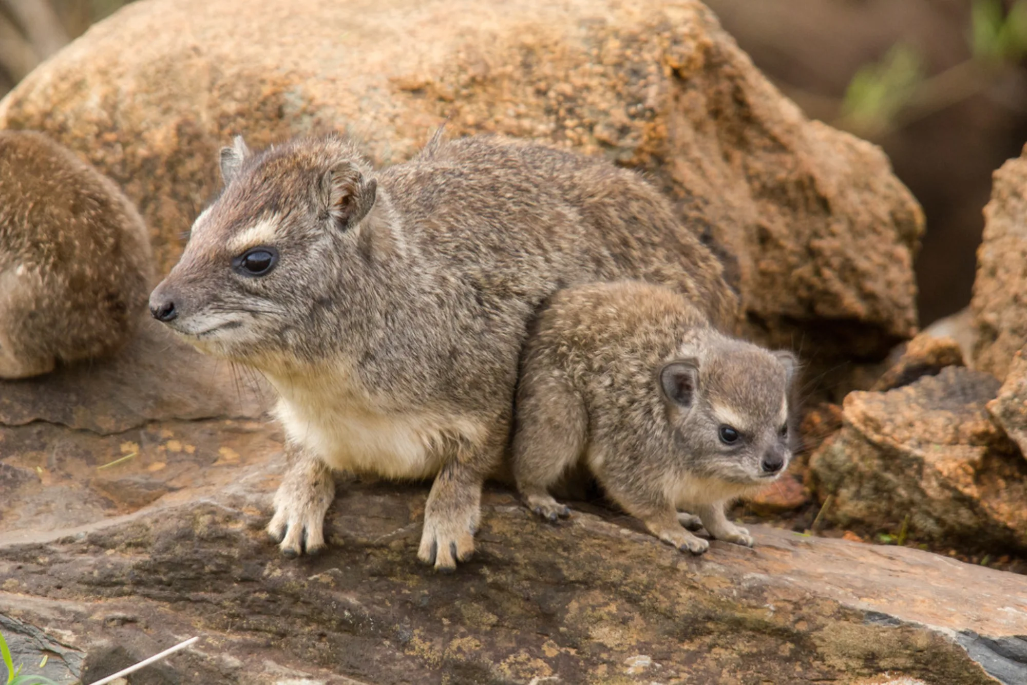 Bush Hyrax