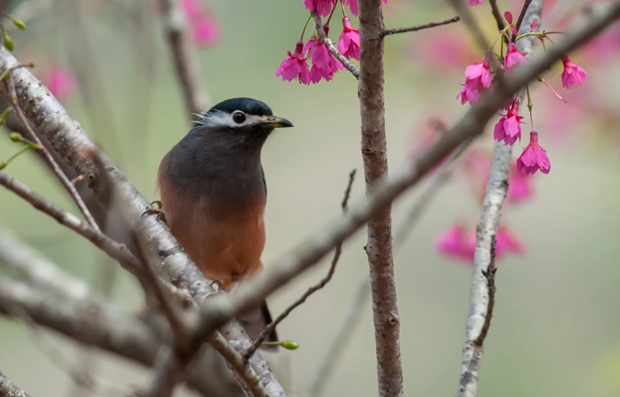 White-eared Sibia