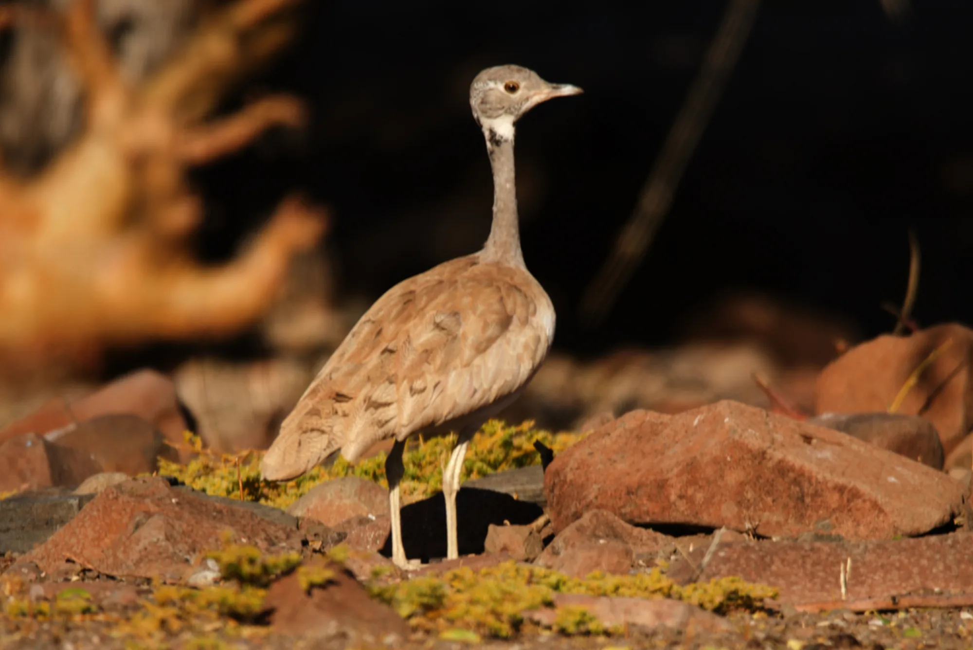 Rüppell's Korhaan