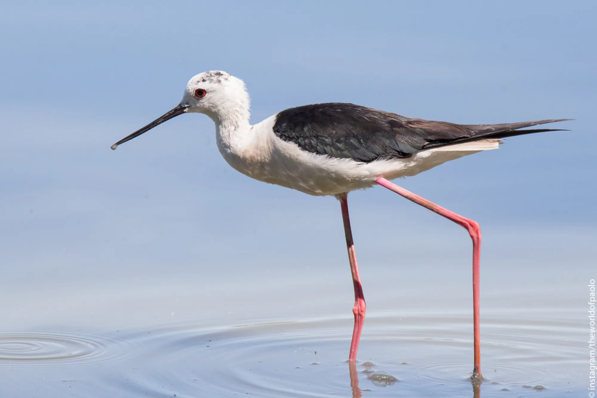 Black-winged Stilt