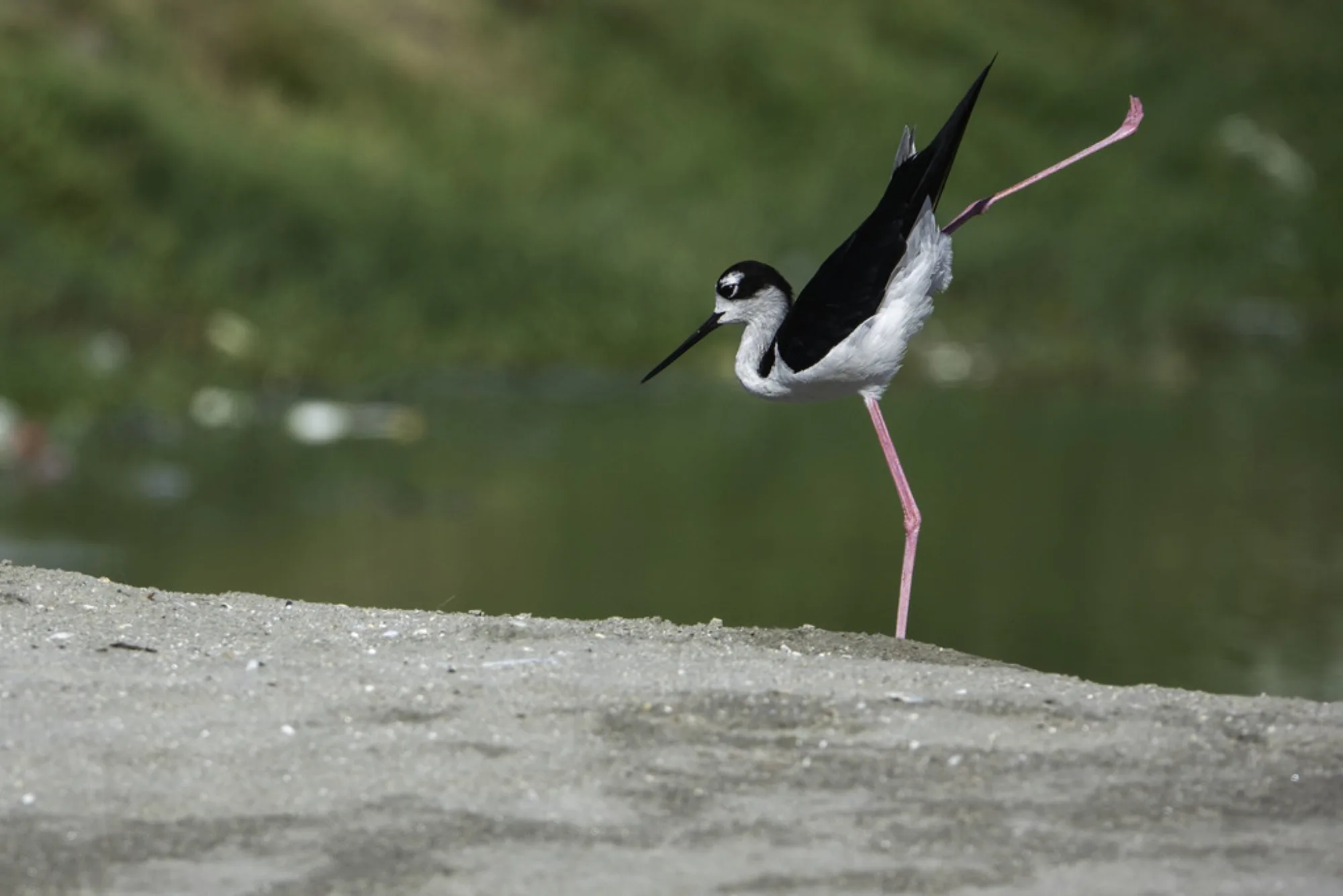 Black-necked Stilt