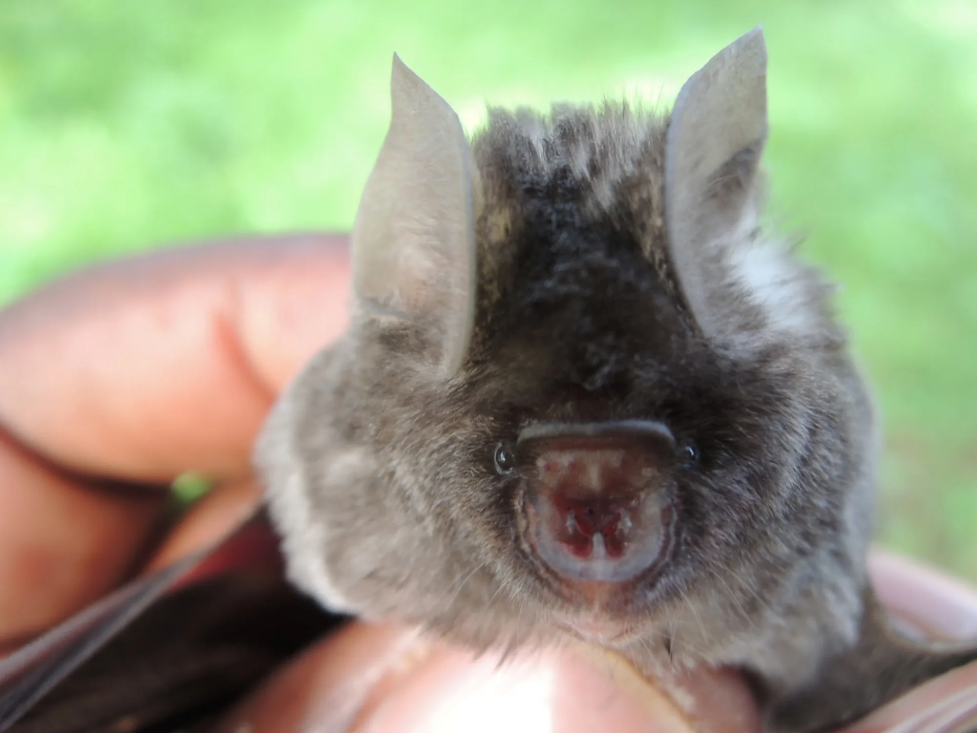 Sundevall's Leaf-nosed Bat