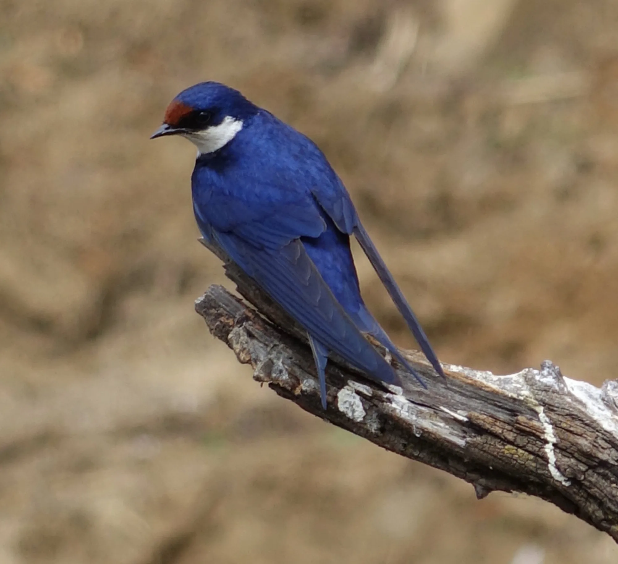 White-throated Swallow