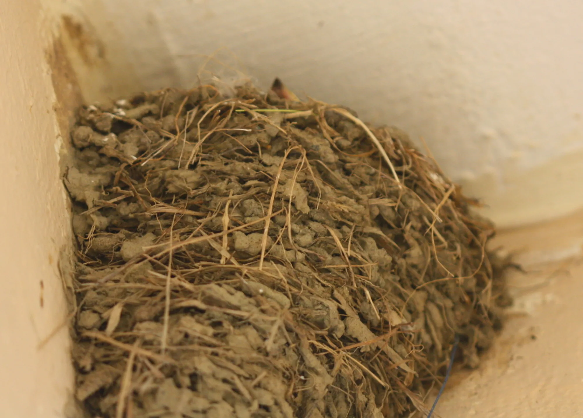 House Swallow