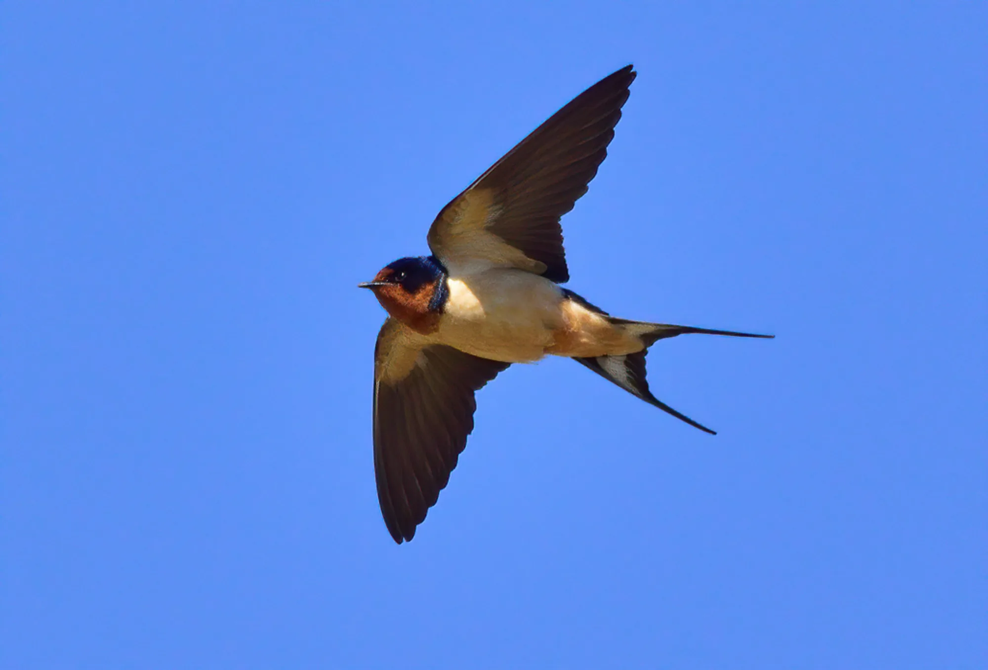 Barn Swallow