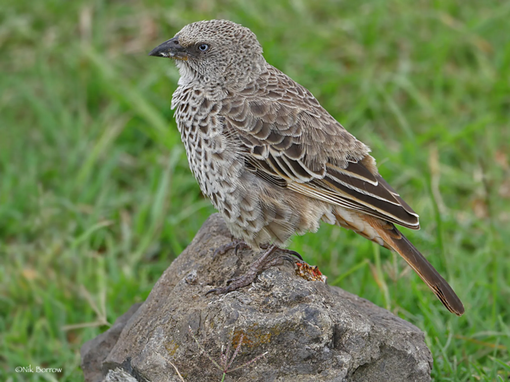 Rufous-tailed Weaver