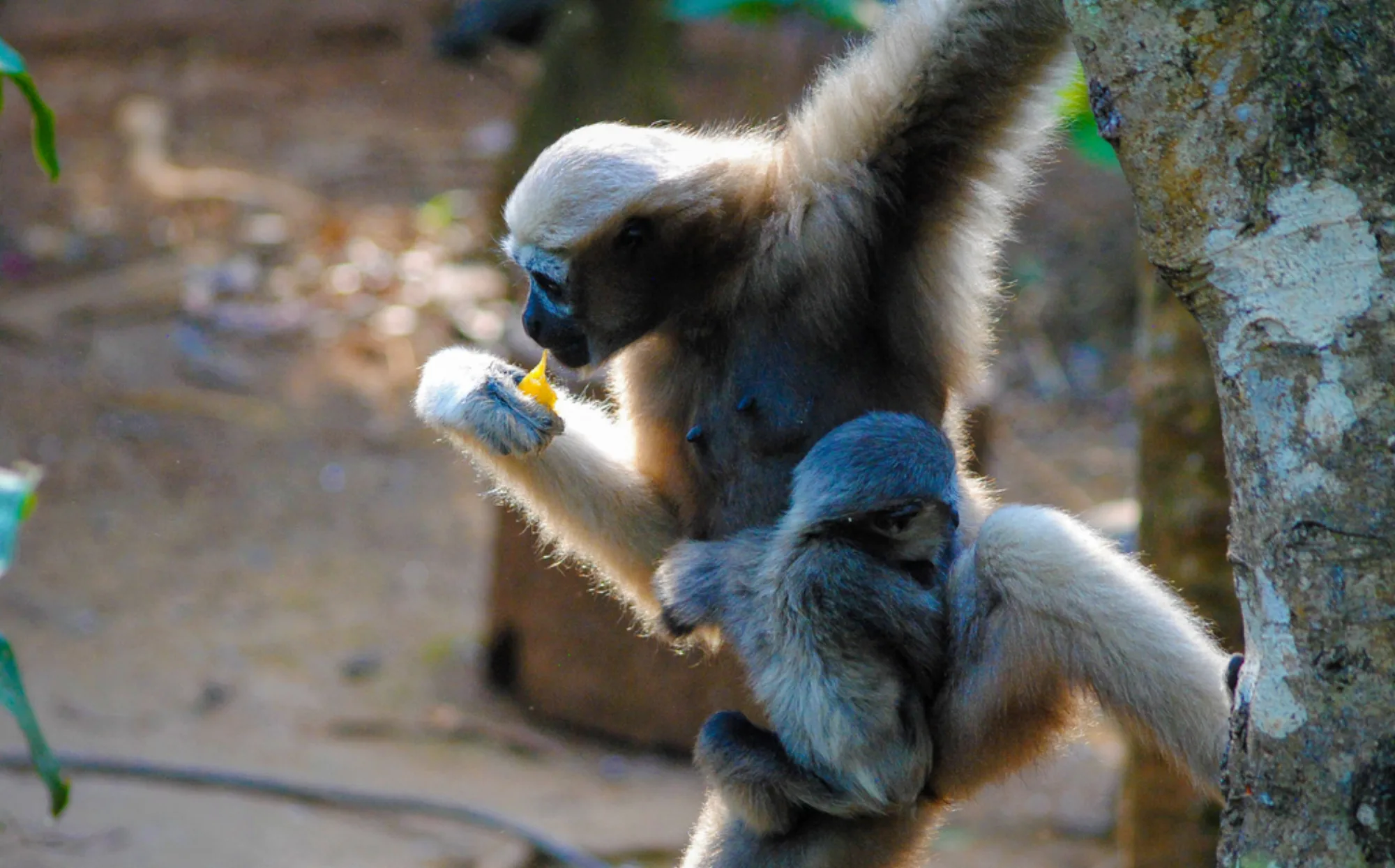 Eastern Hoolock Gibbon