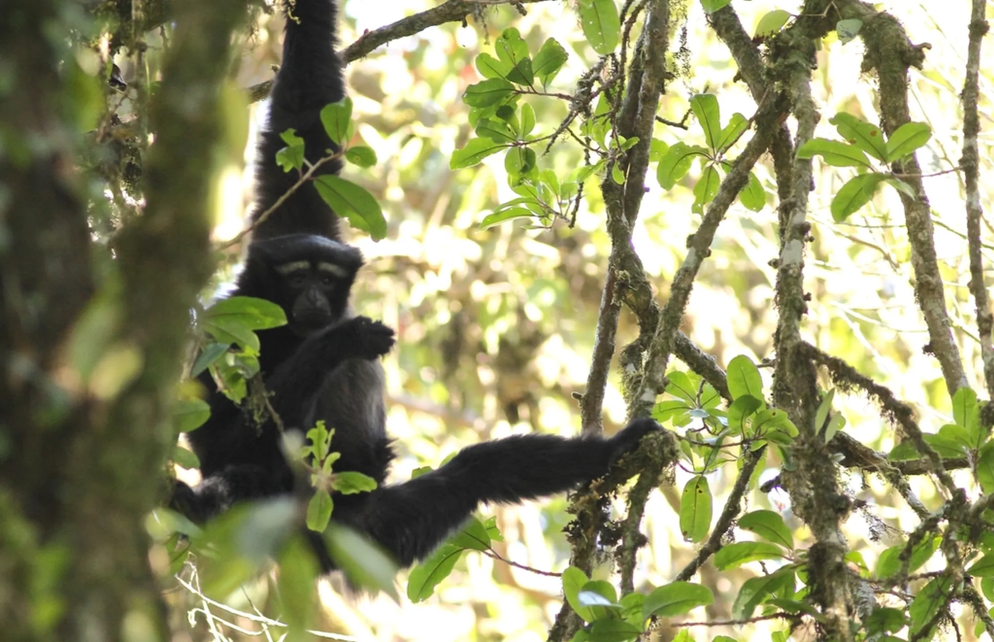 Skywalker Hoolock Gibbon