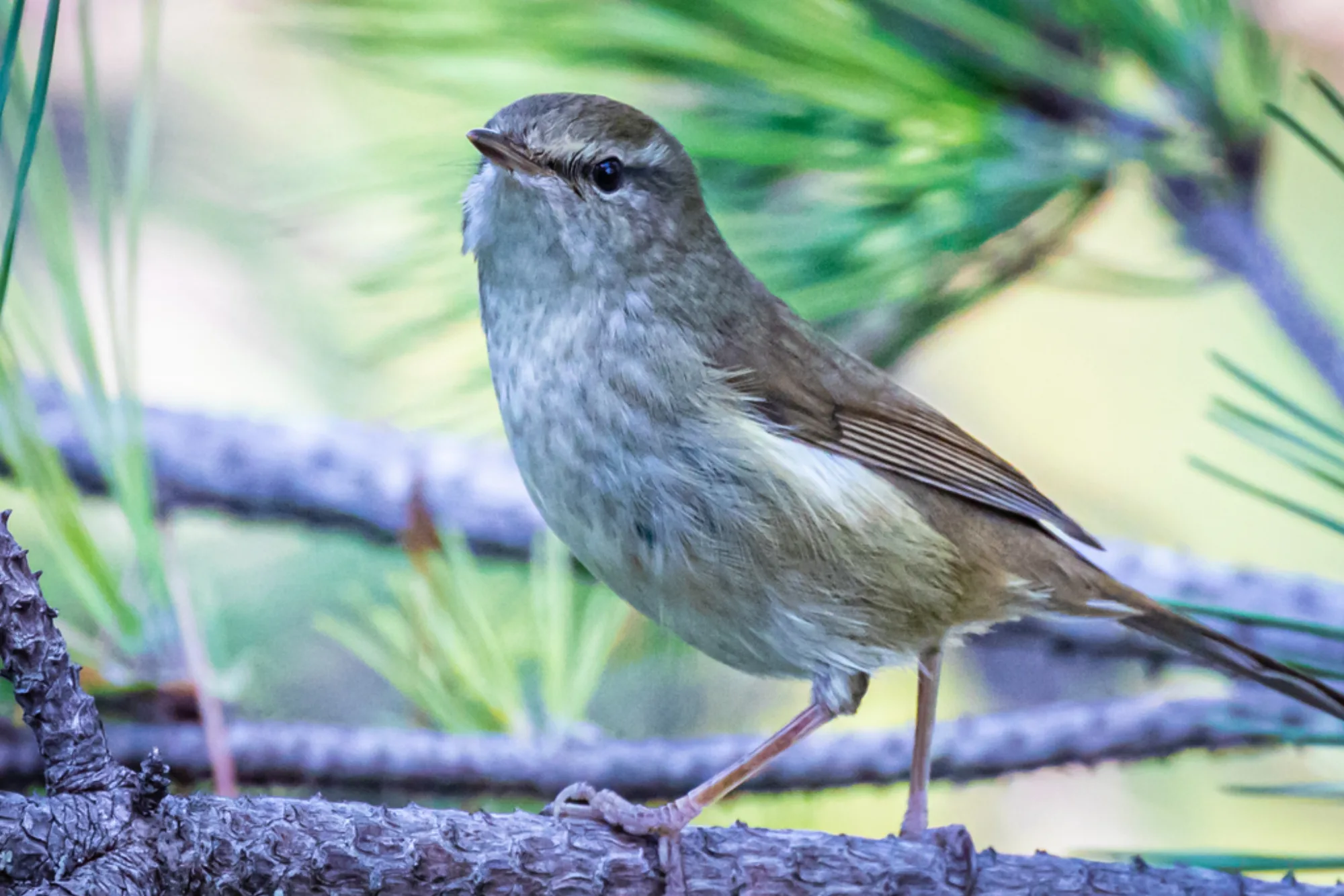 Japanese Bush Warbler