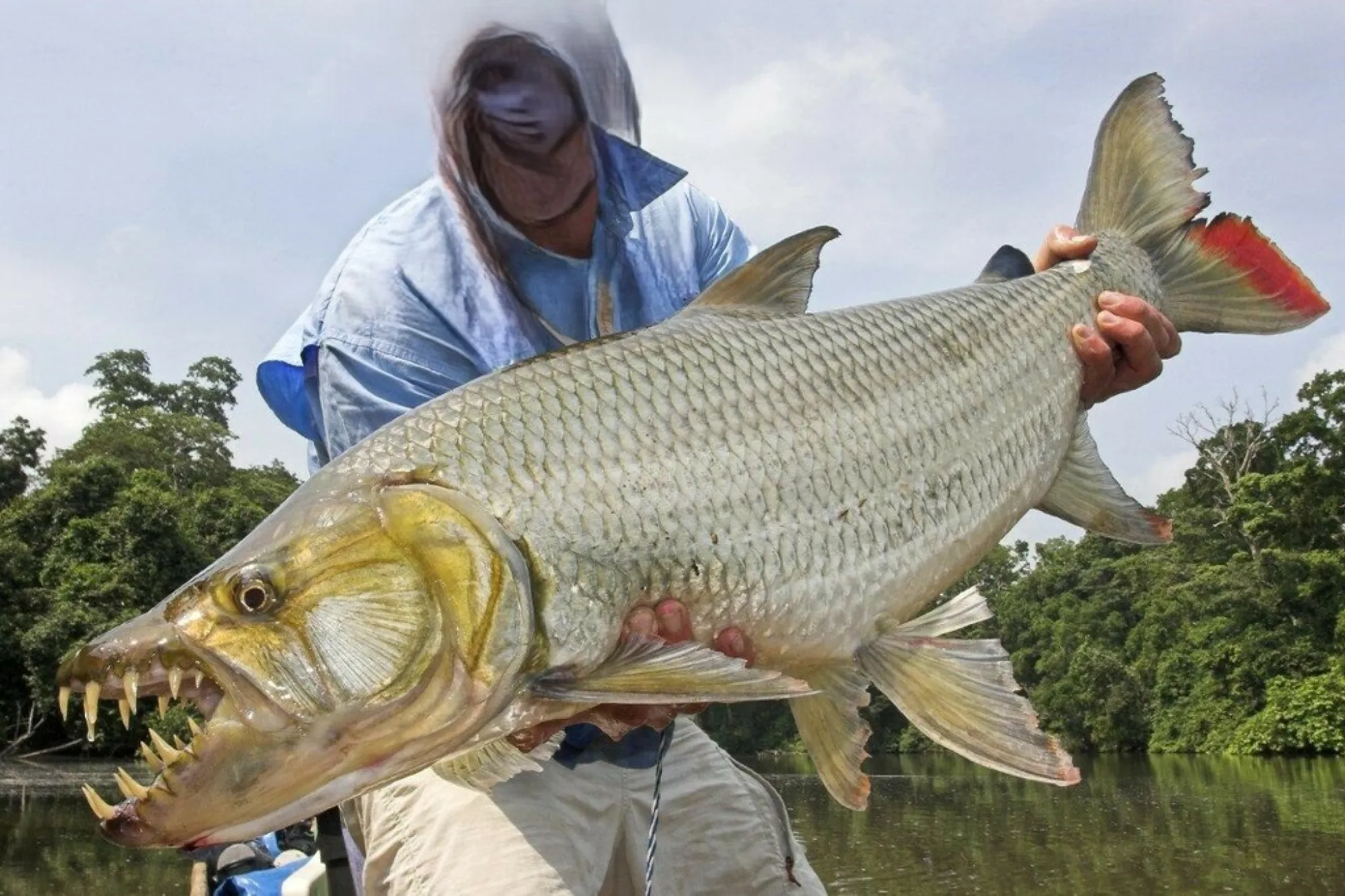 Giant Tigerfish