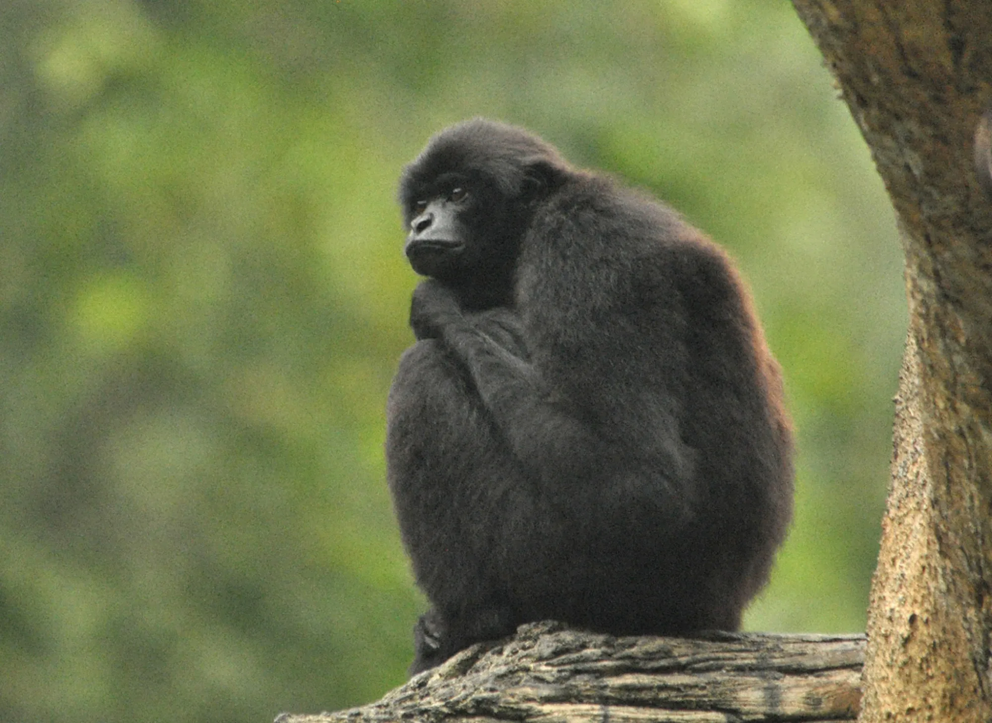 Kloss's Gibbon
