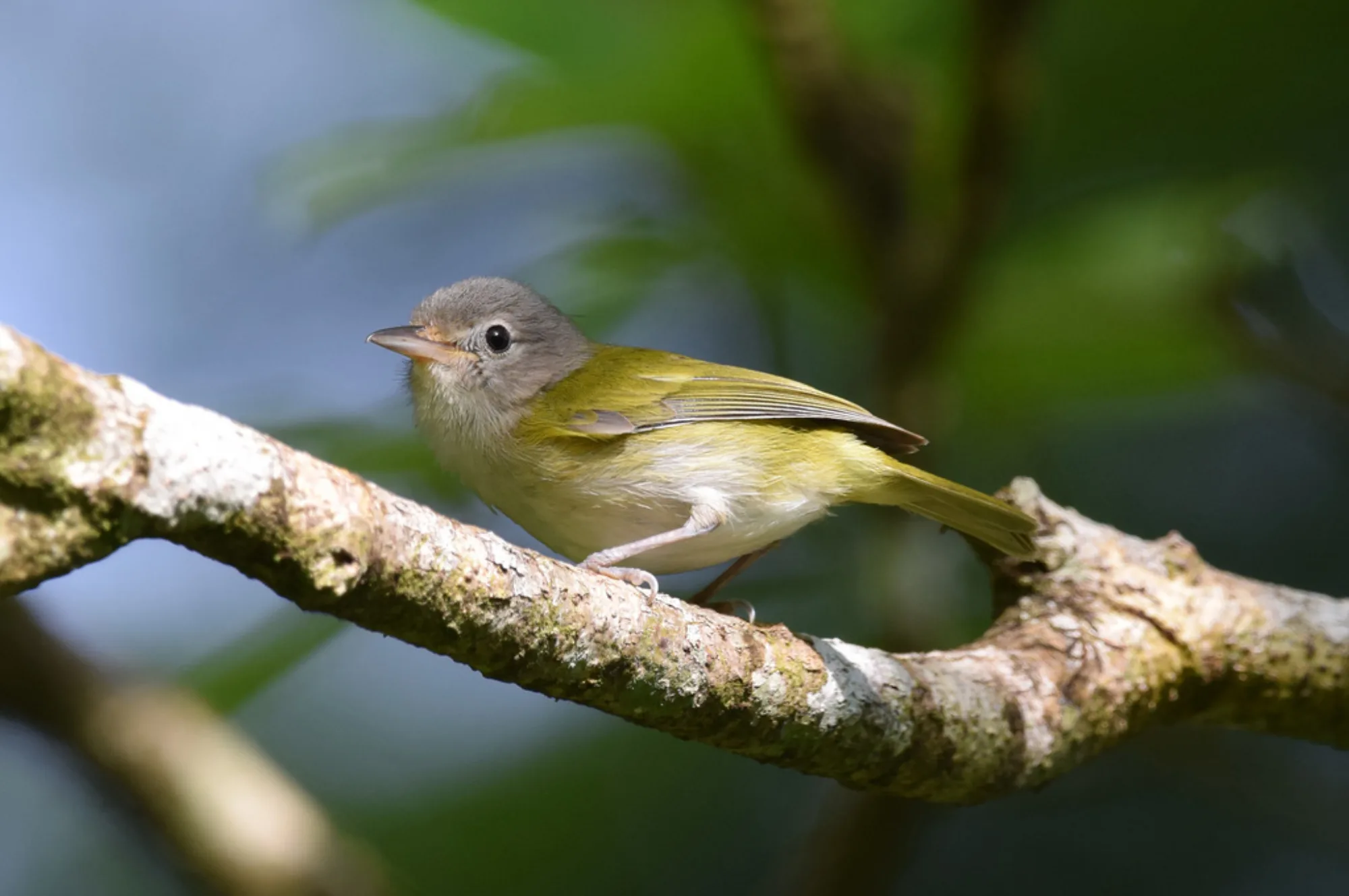 Lesser Greenlet
