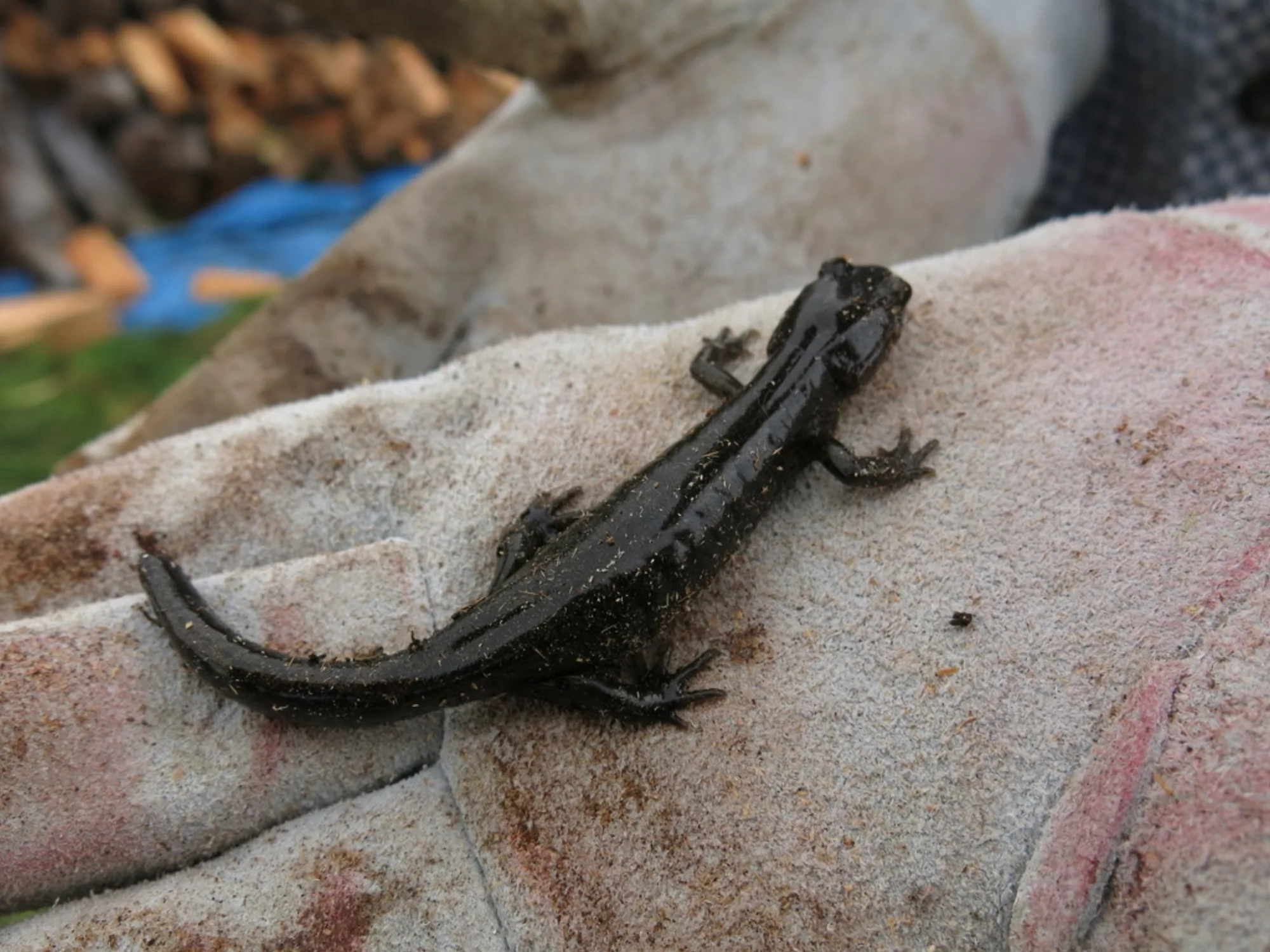 Ezo Salamander