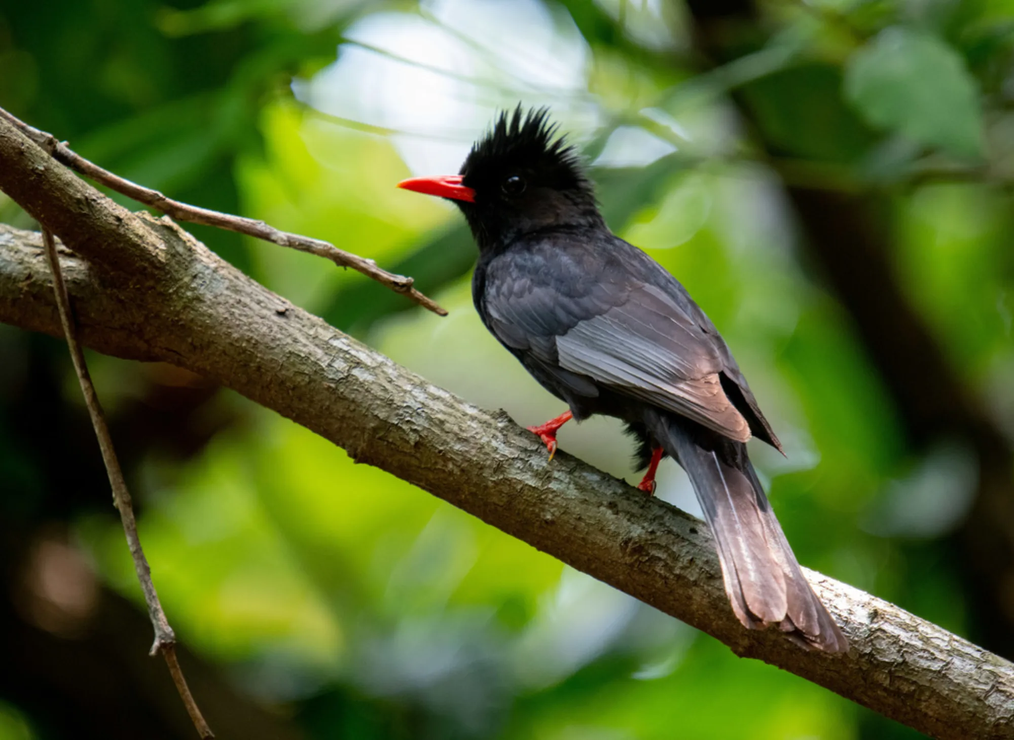 Black Bulbul