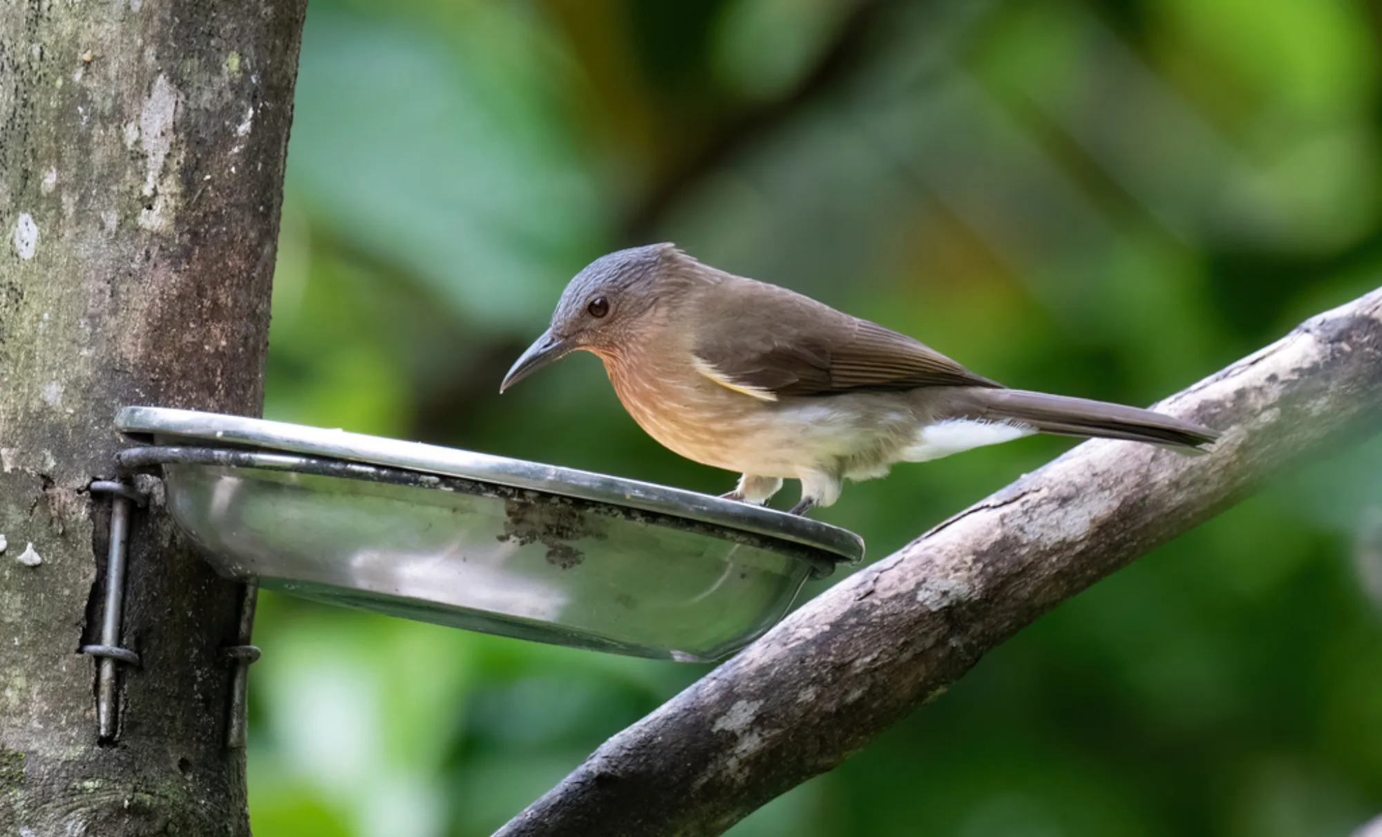 Philippine Bulbul