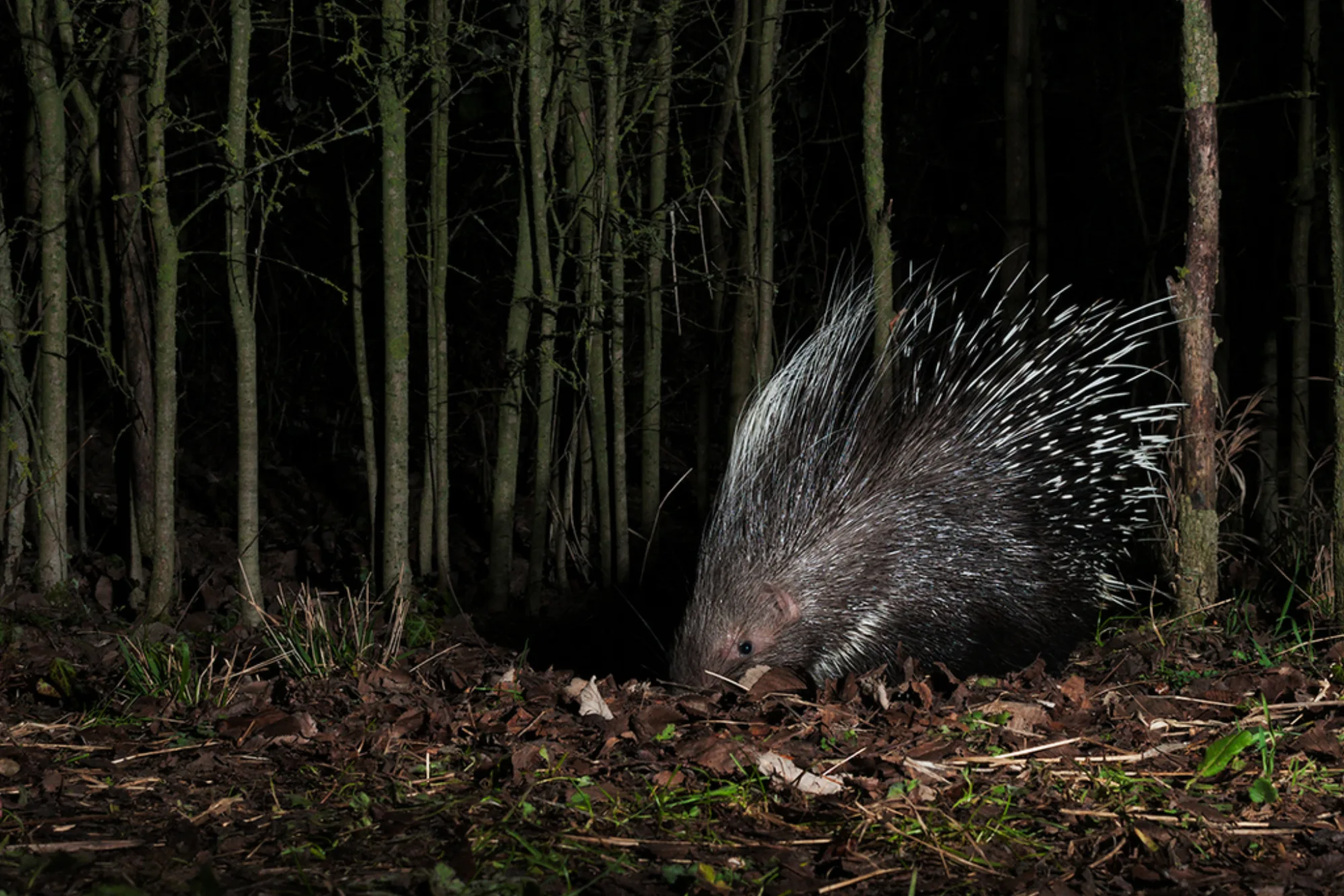 Crested Porcupine
