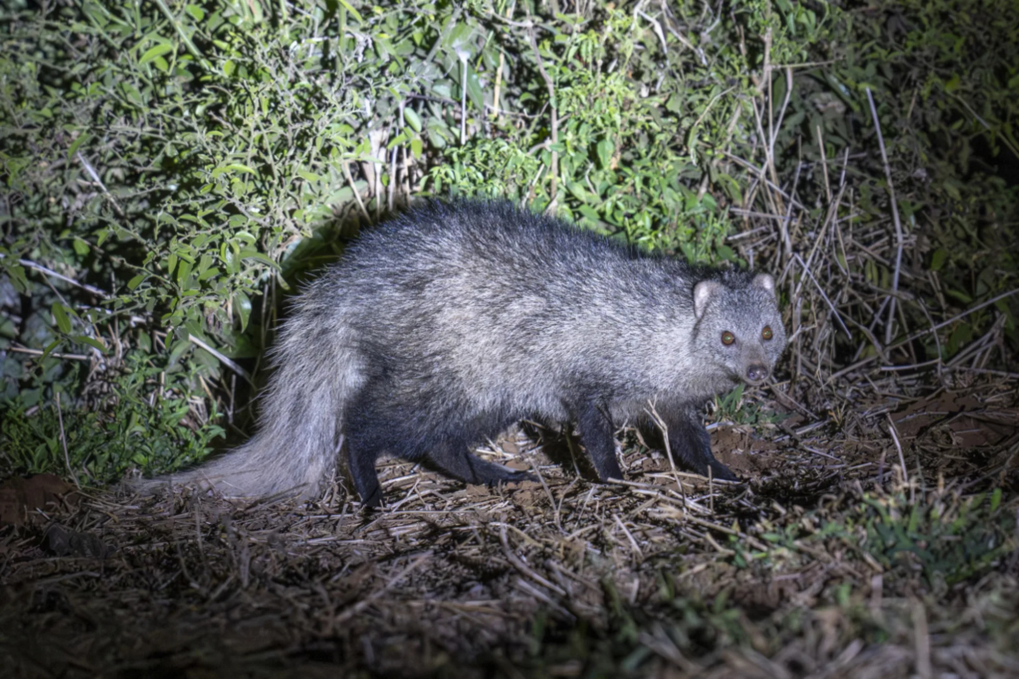 White-tailed Mongoose
