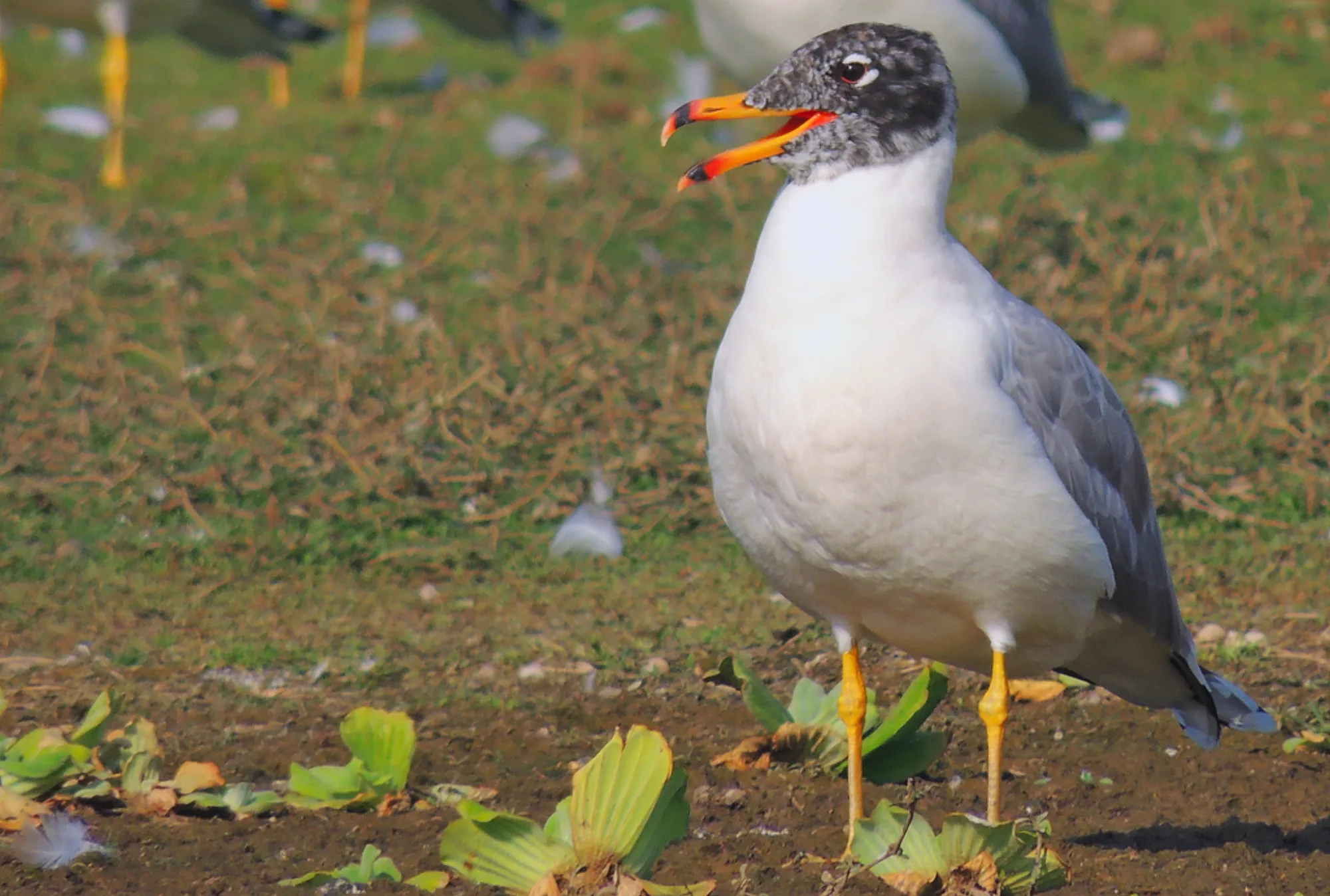 Pallas's Gull