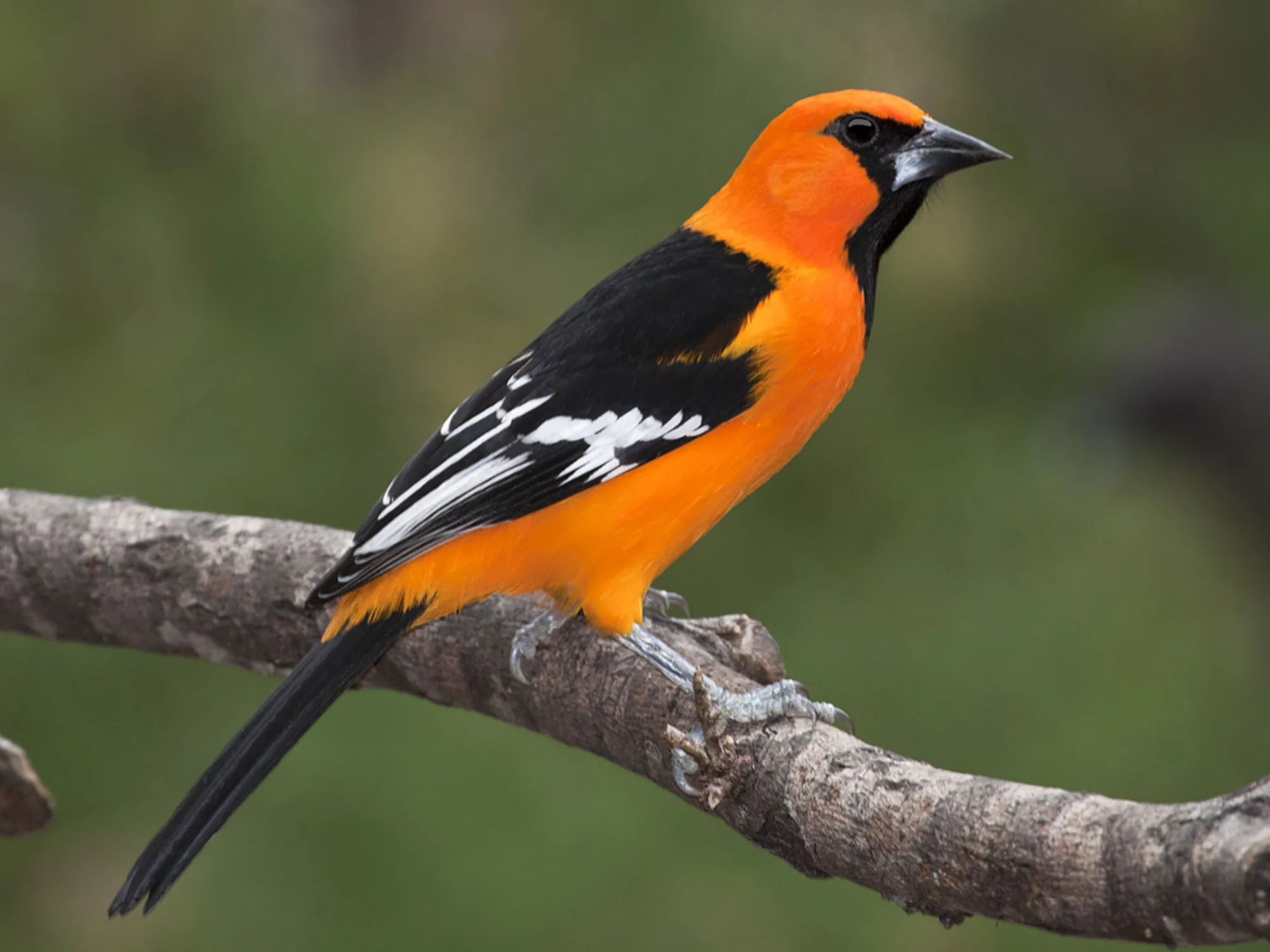 Altamira Oriole