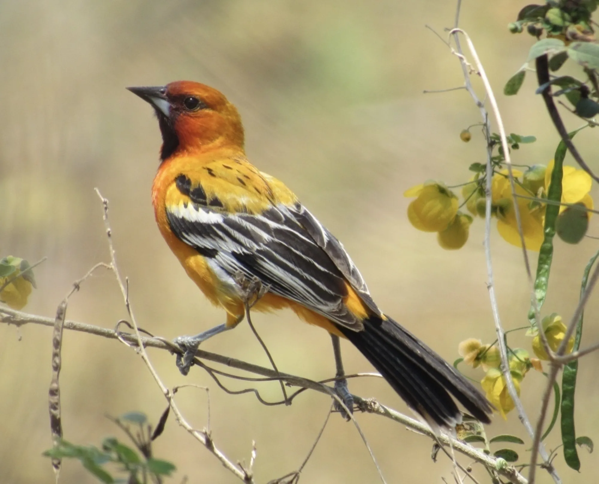 Streak-backed Oriole