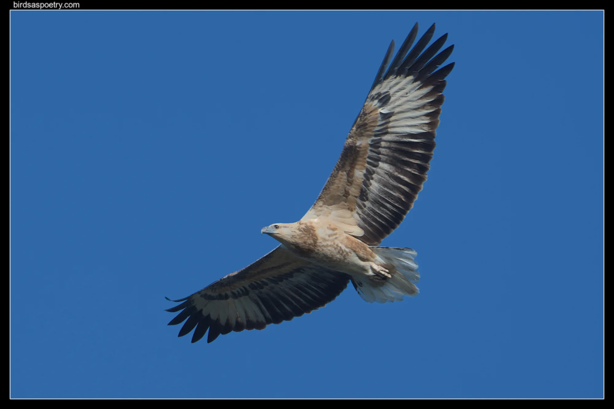 White-bellied Sea Eagle