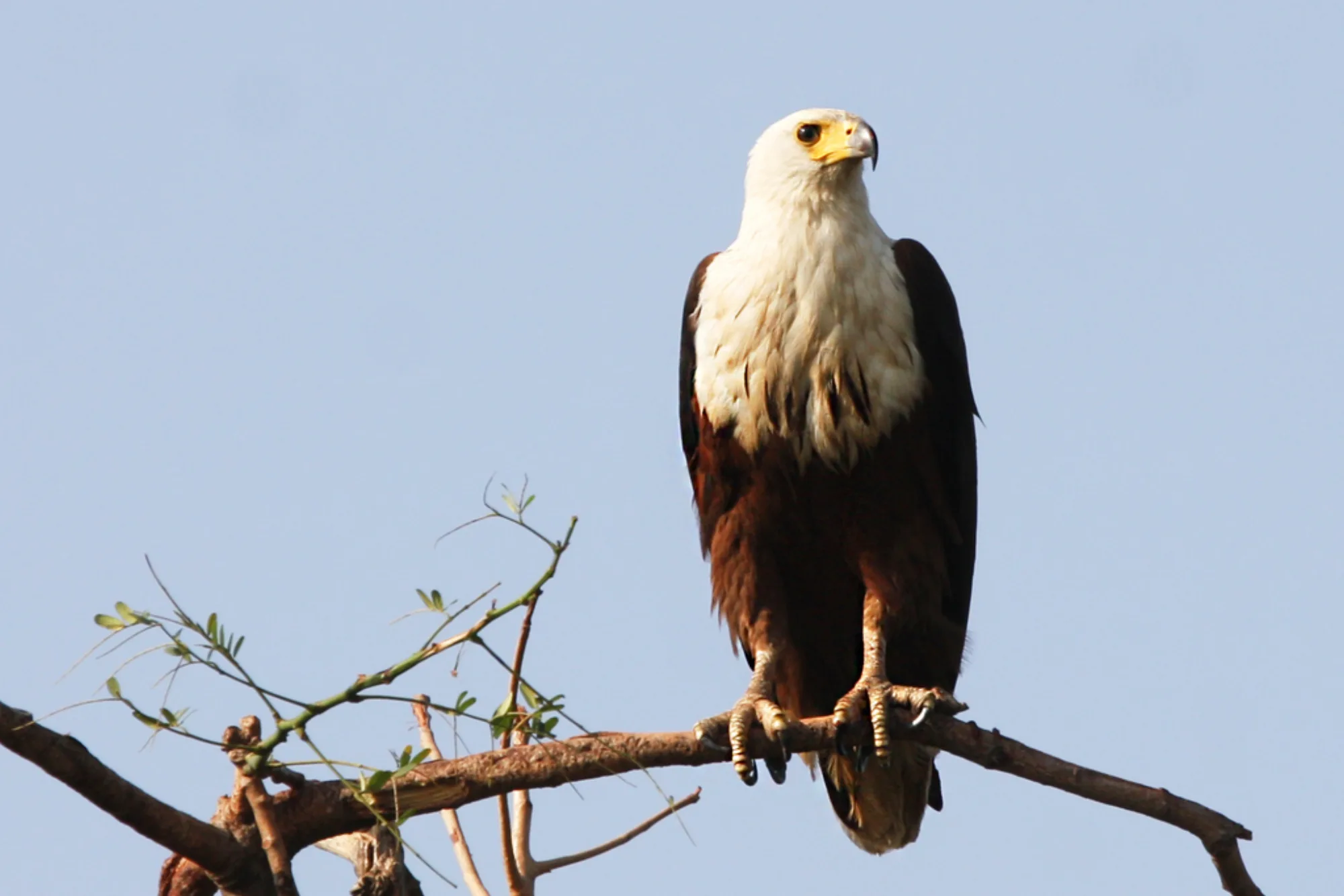 African Fish Eagle