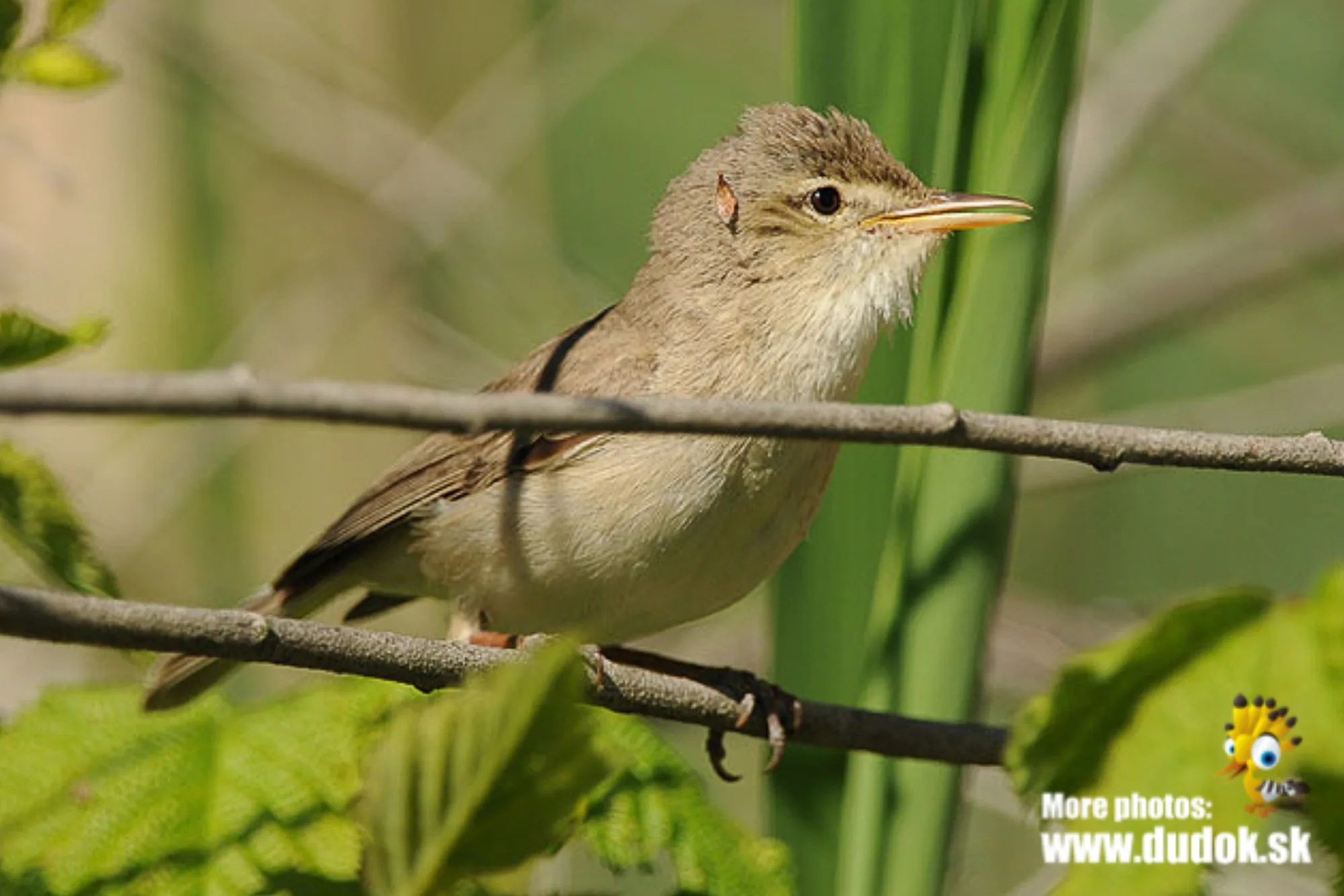 Eastern Olivaceous Warbler