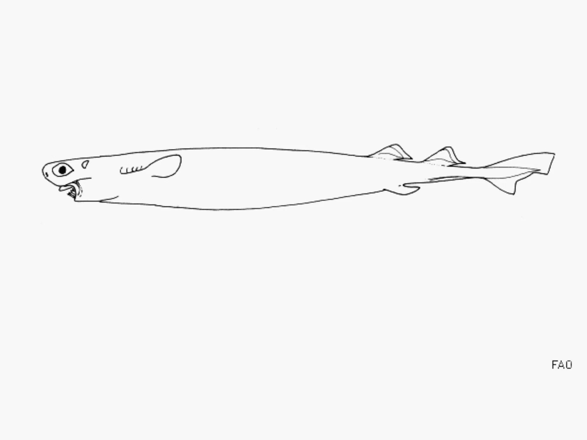 Largetooth Cookiecutter Shark