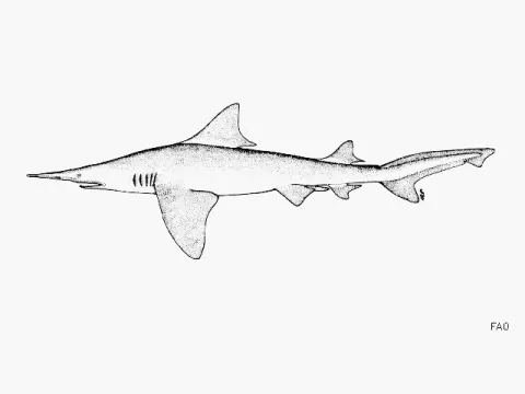 Daggernose Shark