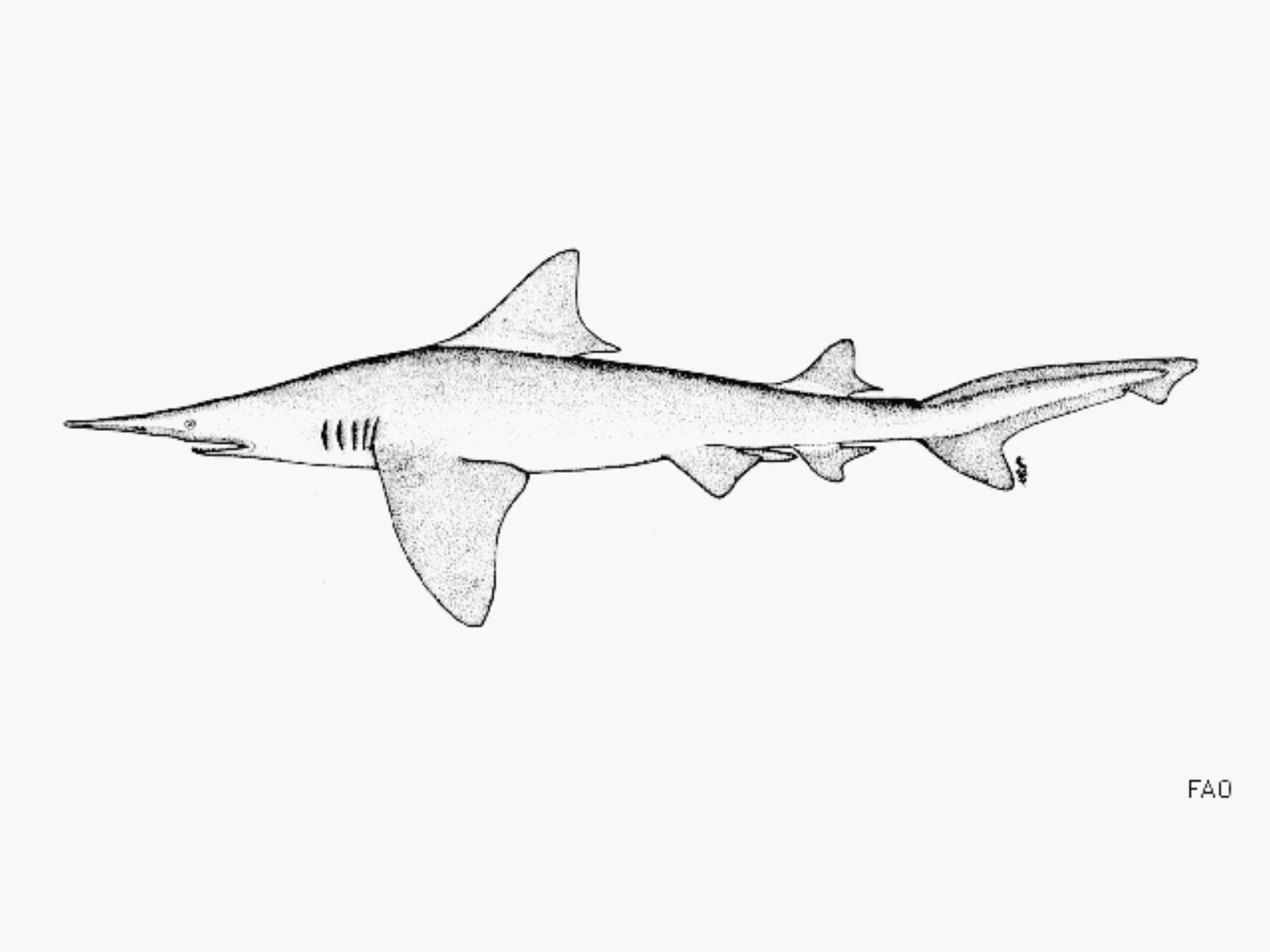 Daggernose Shark