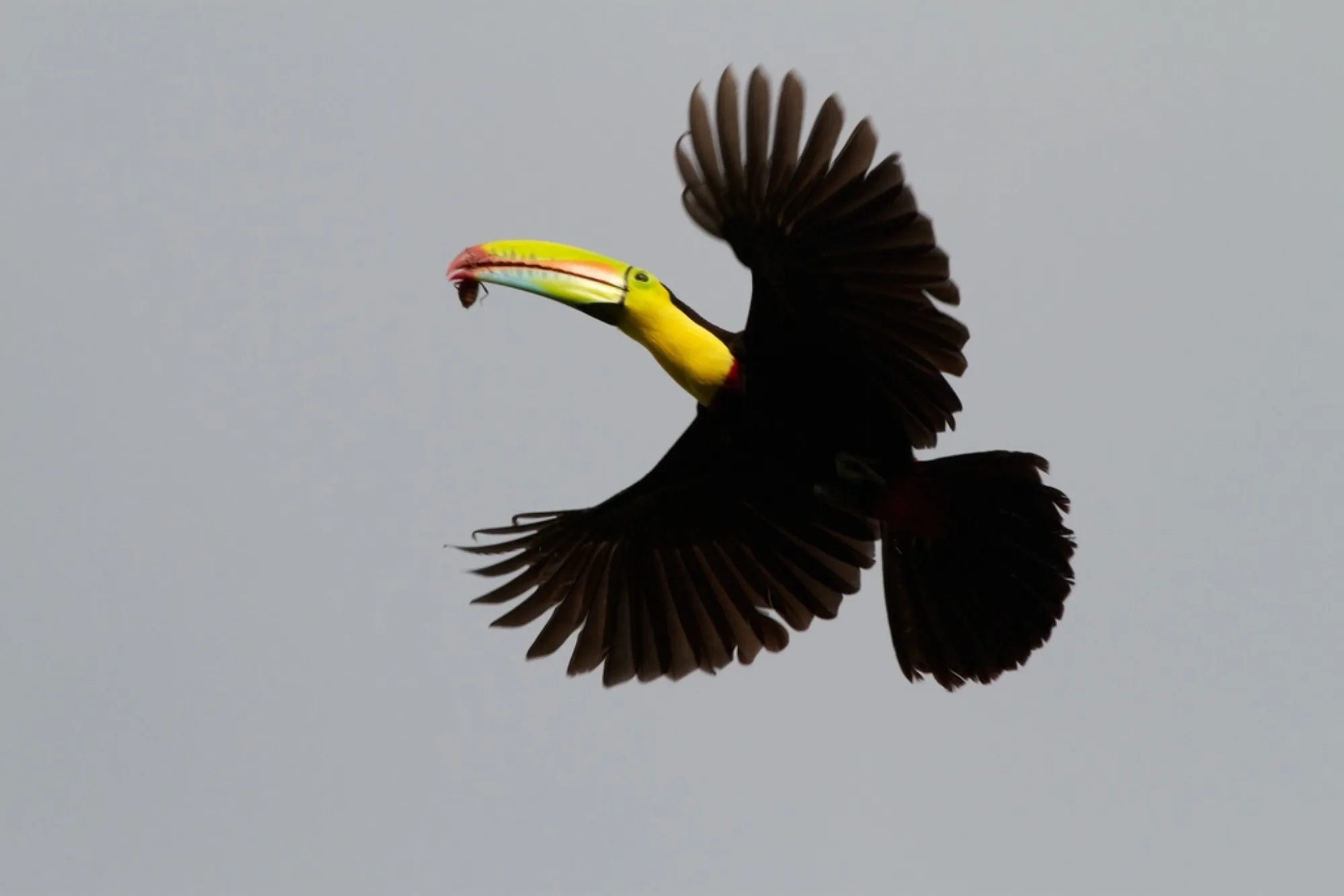 Keel-billed Toucan