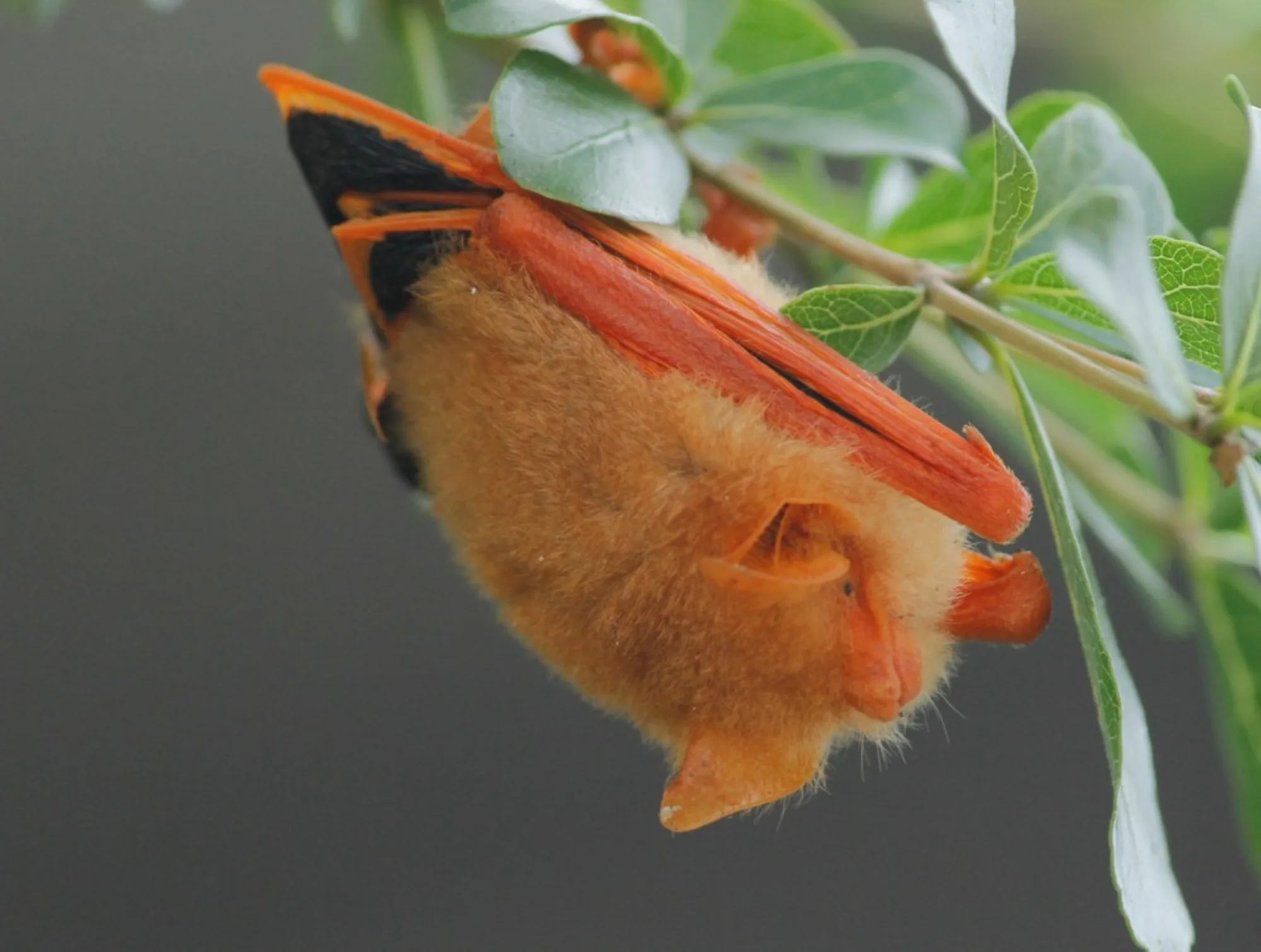 Painted Bat