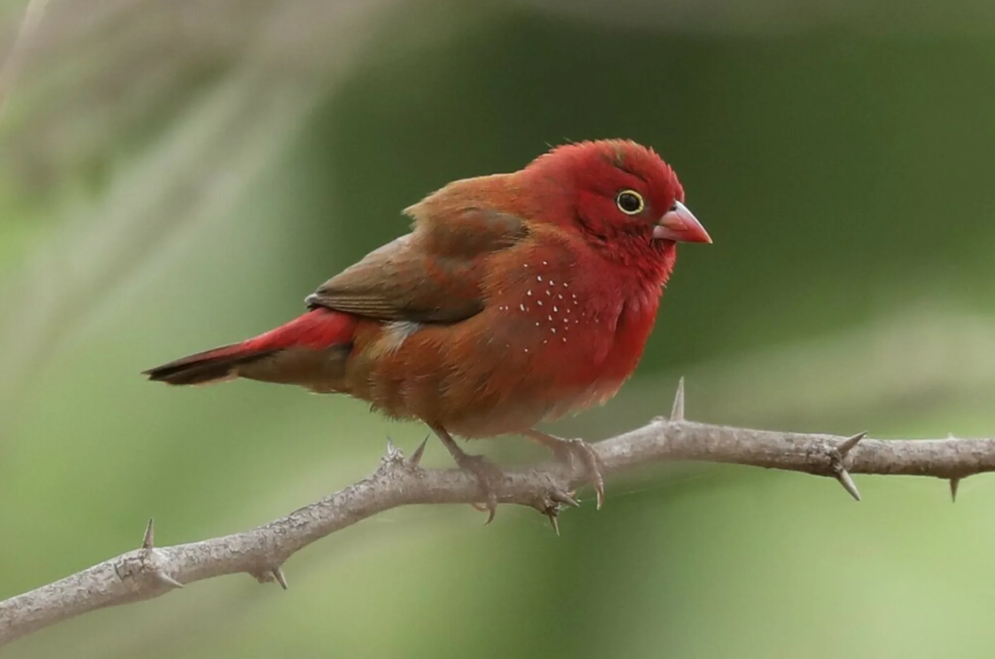 Red-billed Firefinch