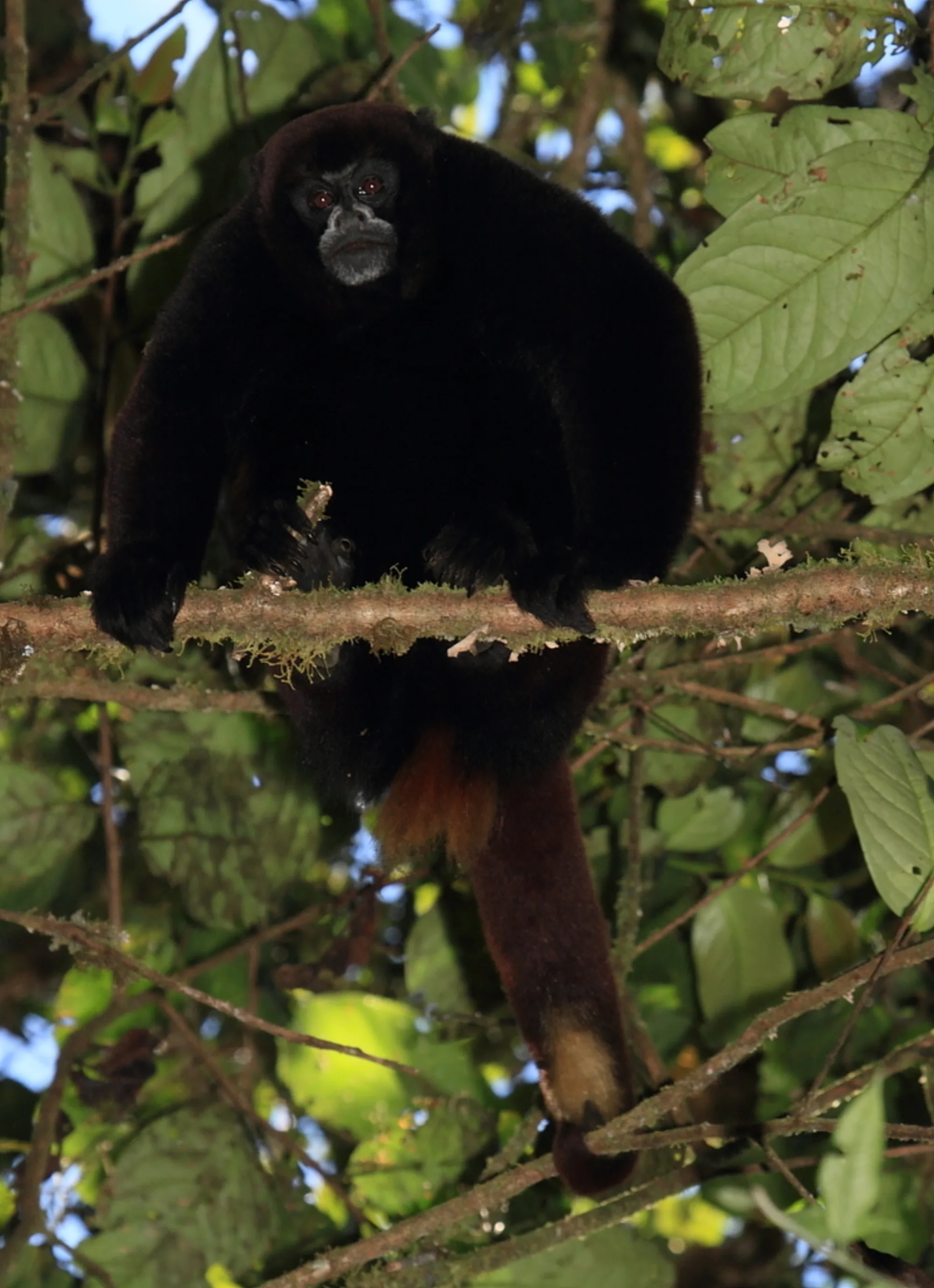 Yellow-tailed Woolly Monkey