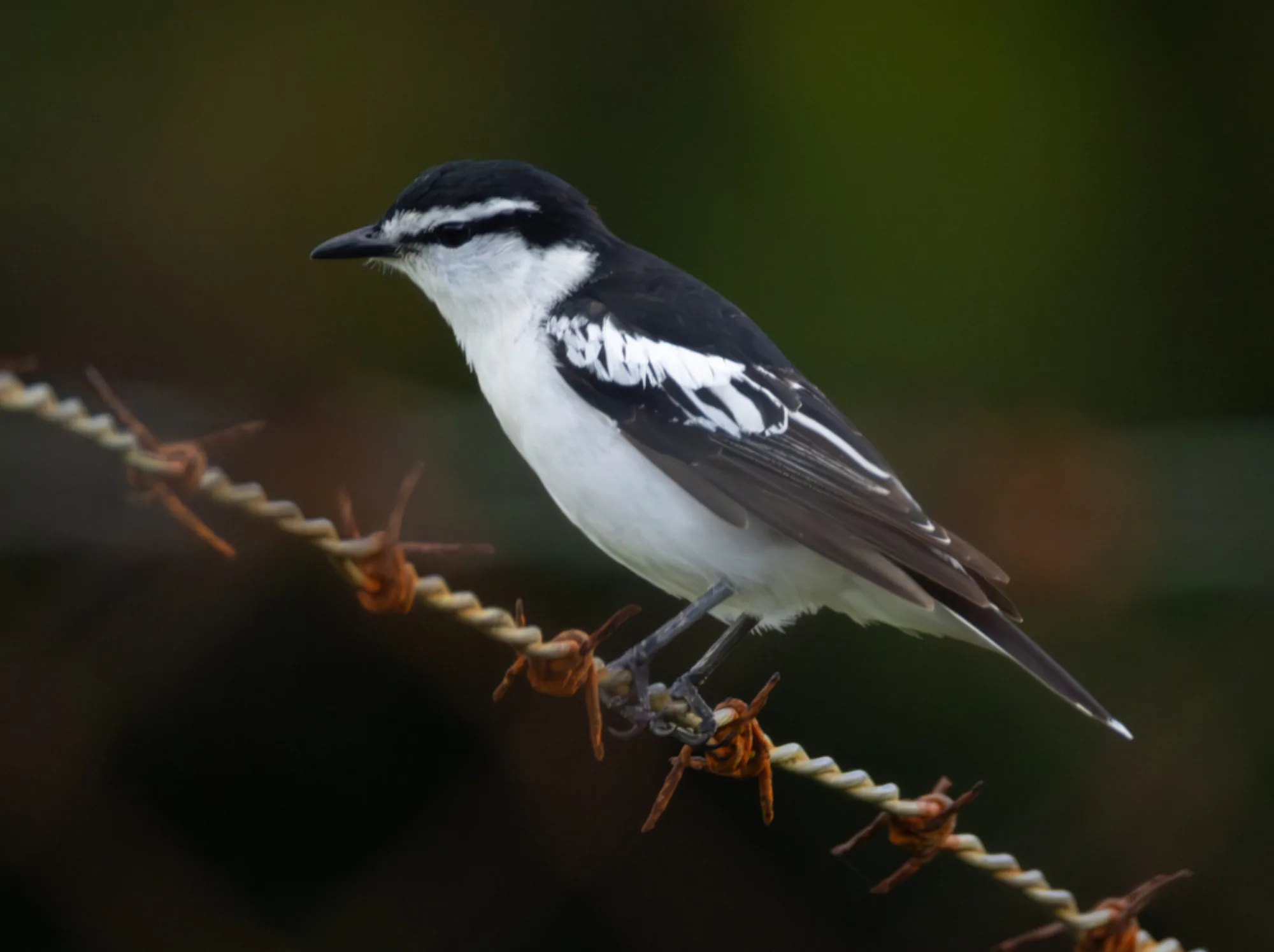Polynesian Triller