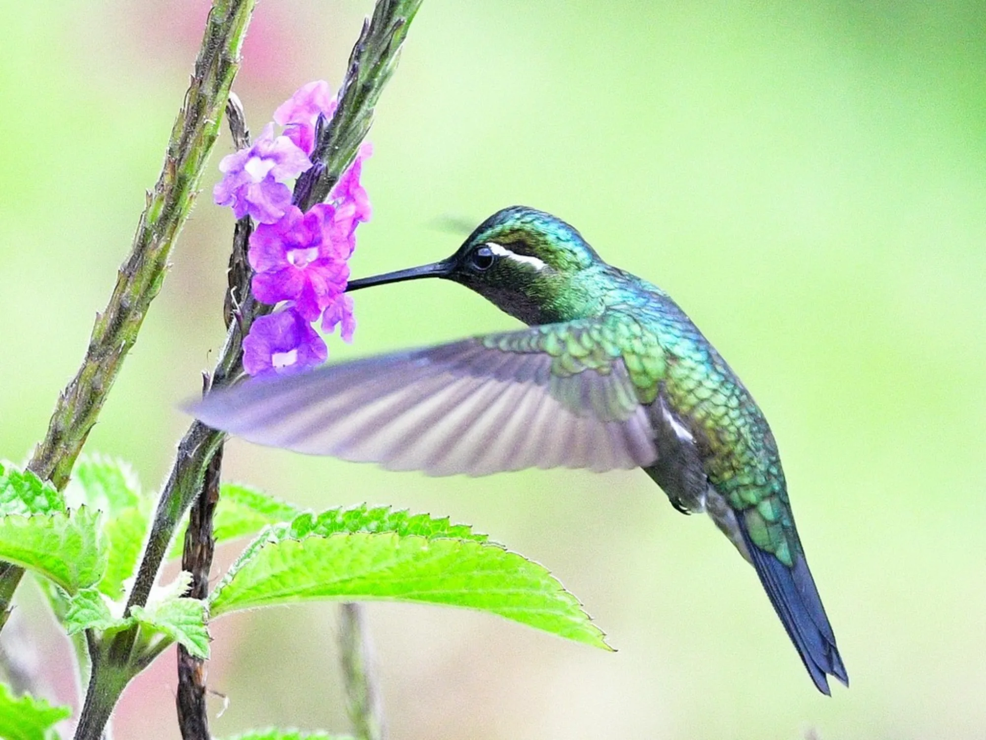 Purple-throated Mountain-gem