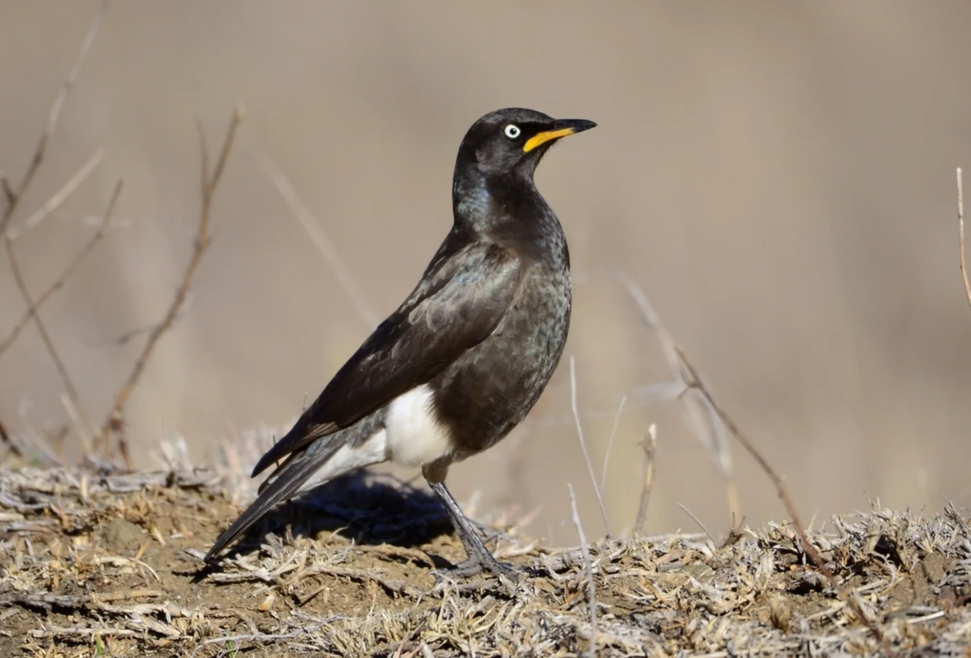 Pied Starling